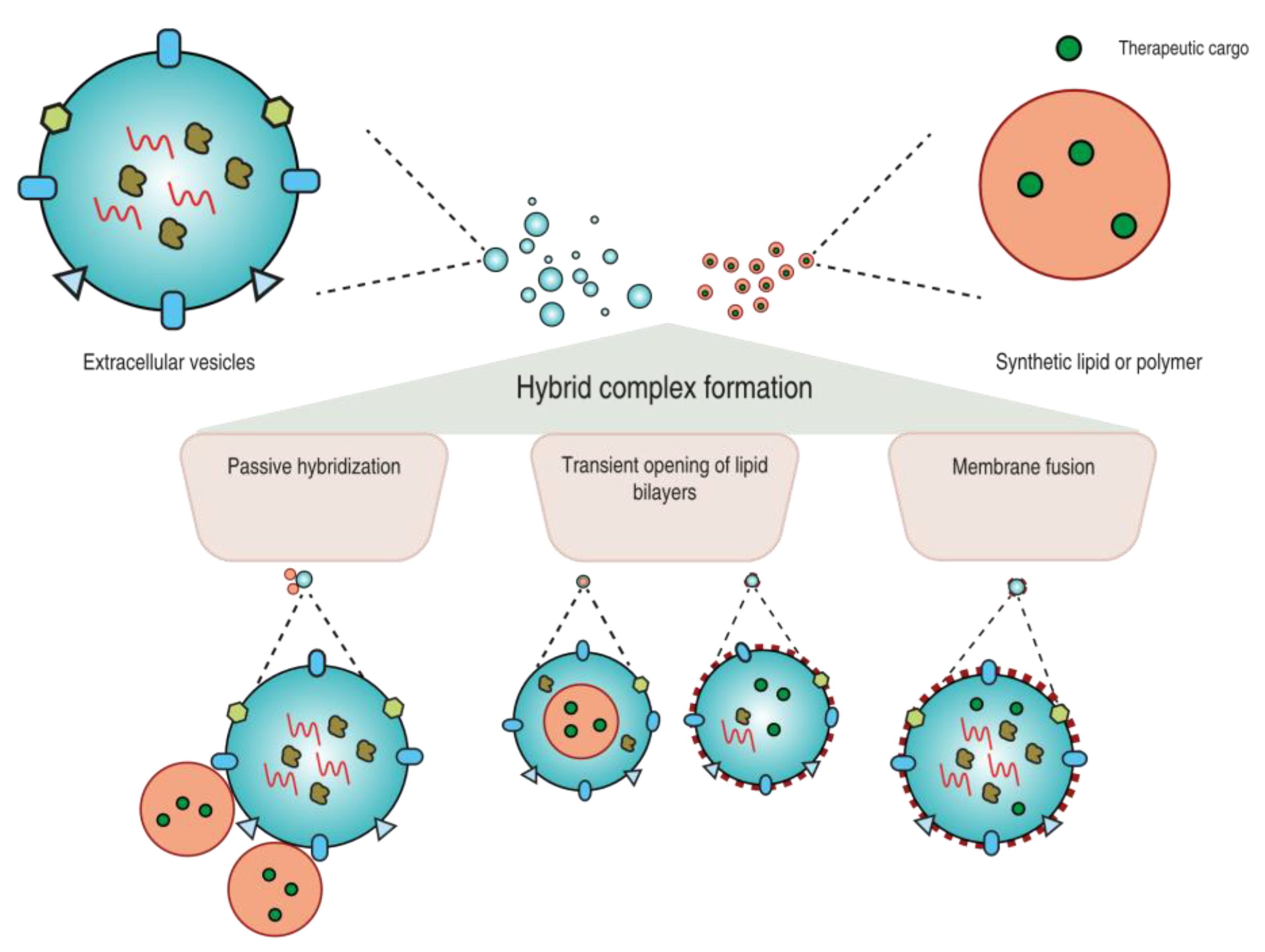Pharmaceutics 14 00267 g002