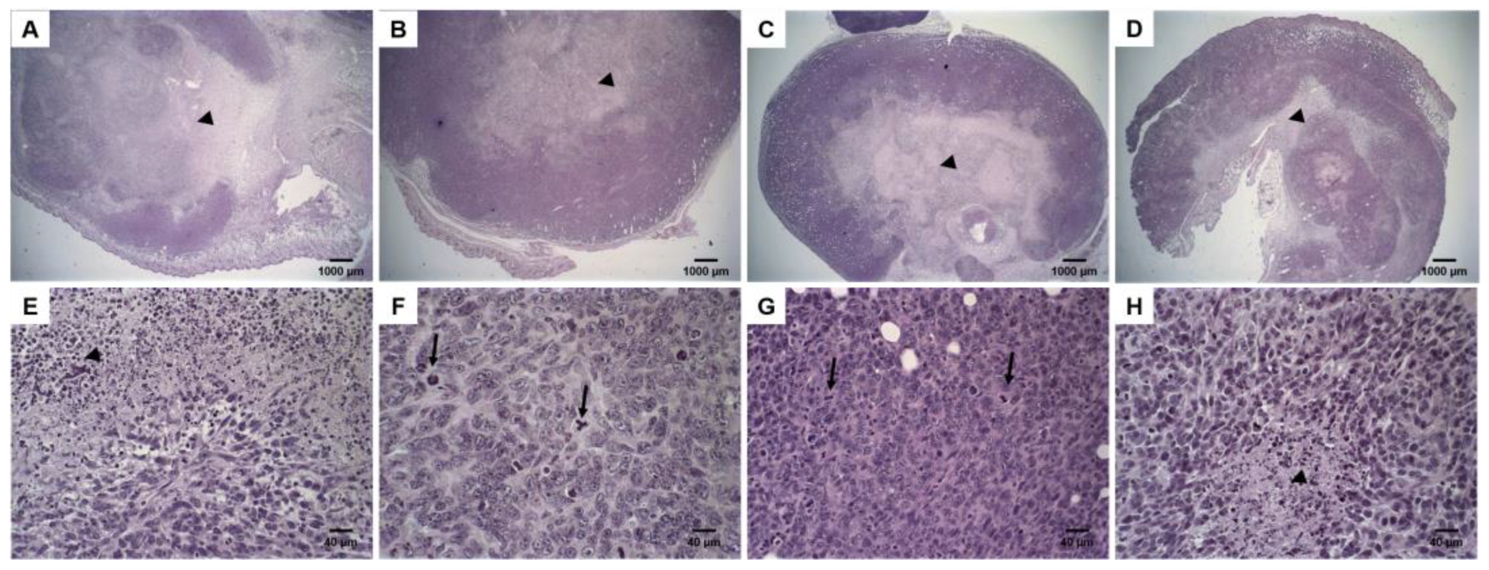 Pharmaceutics 14 00272 g004 550