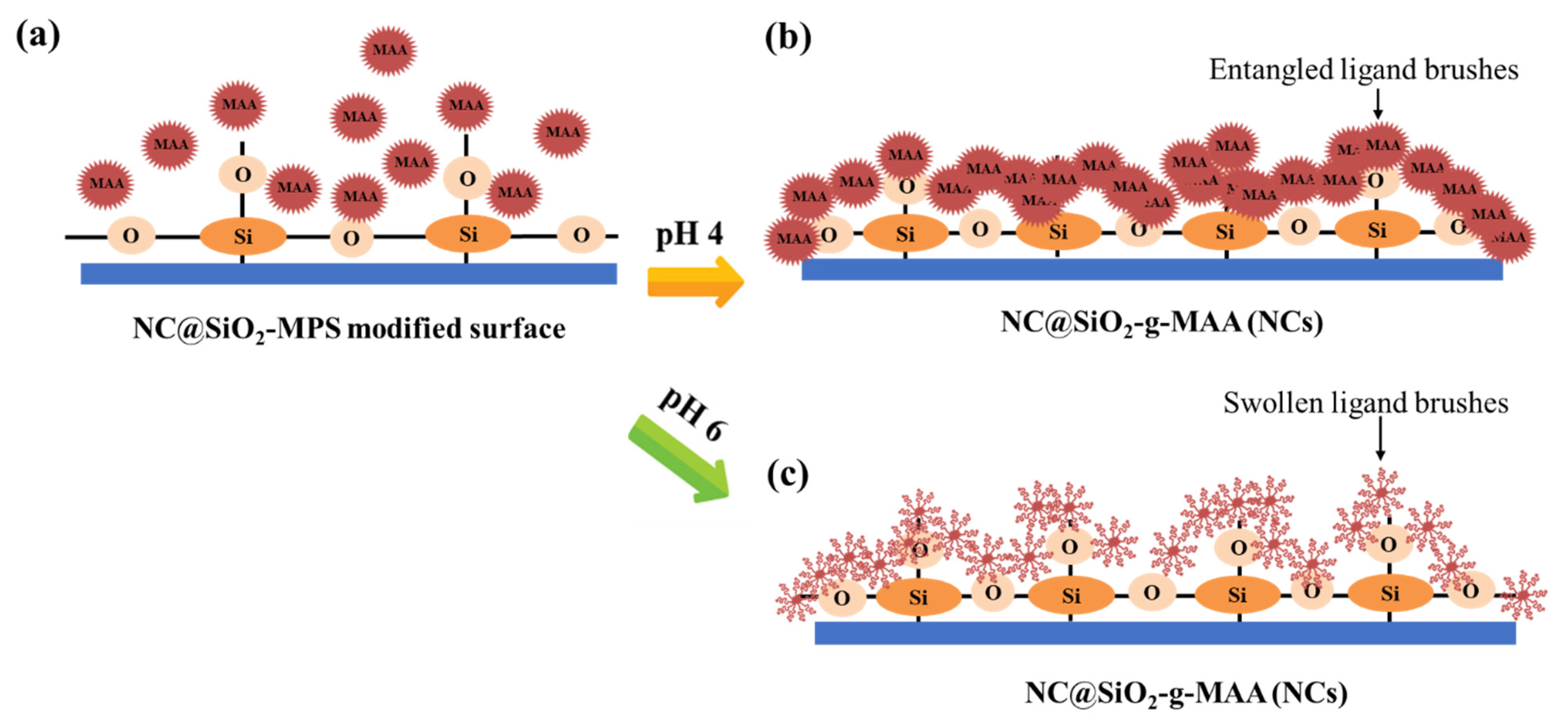 Pharmaceutics 14 00280 g006