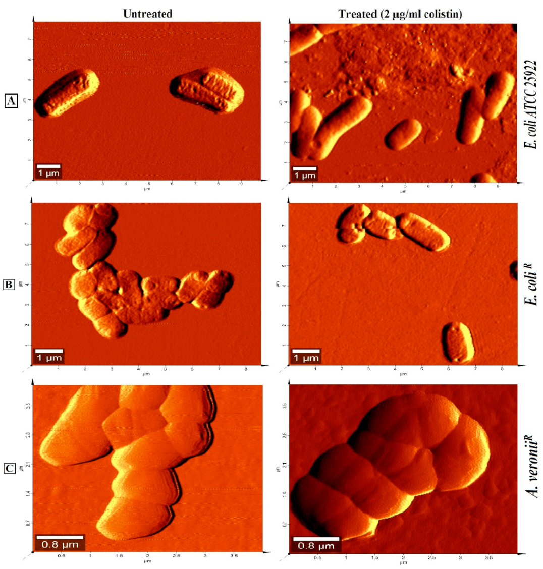 Pharmaceutics 14 00295 g004 550