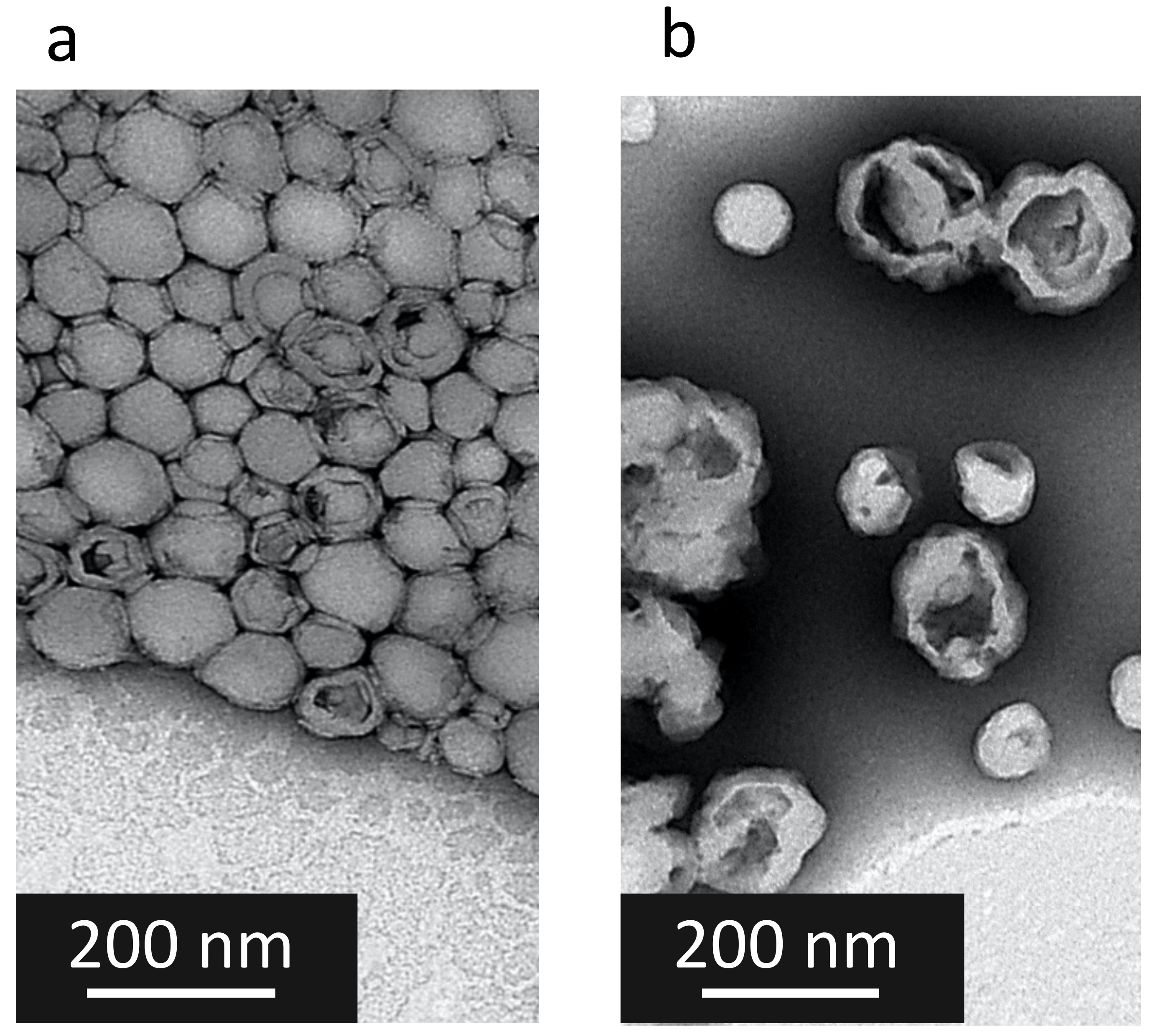 Pharmaceutics 14 00299 g004 Pharmaceutics 14 00299 g004