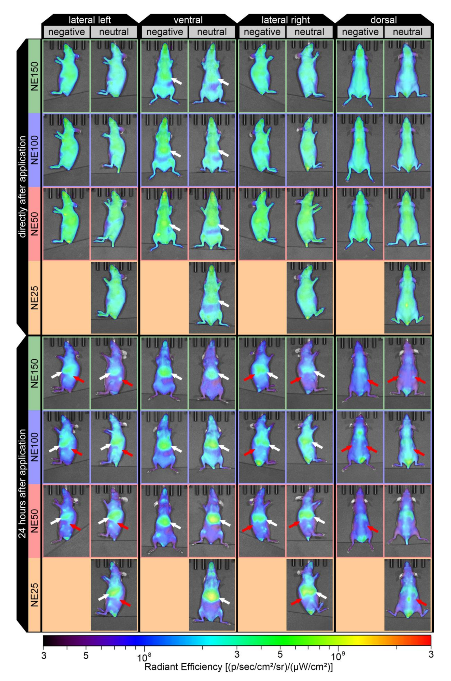 Pharmaceutics 14 00301 g009 Pharmaceutics 14 00301 g009