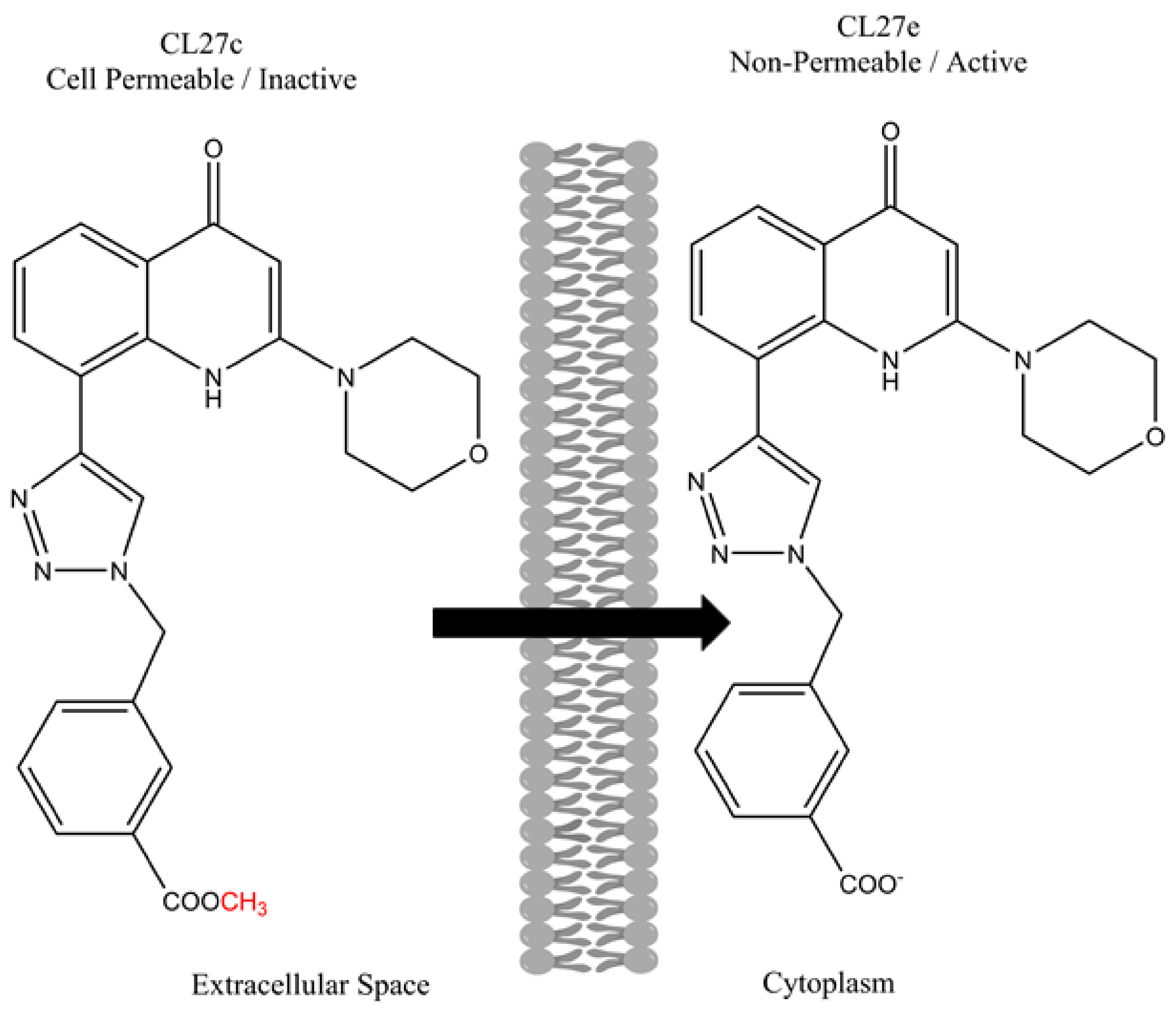 Pharmaceutics 14 00302 g004 Pharmaceutics 14 00302 g004