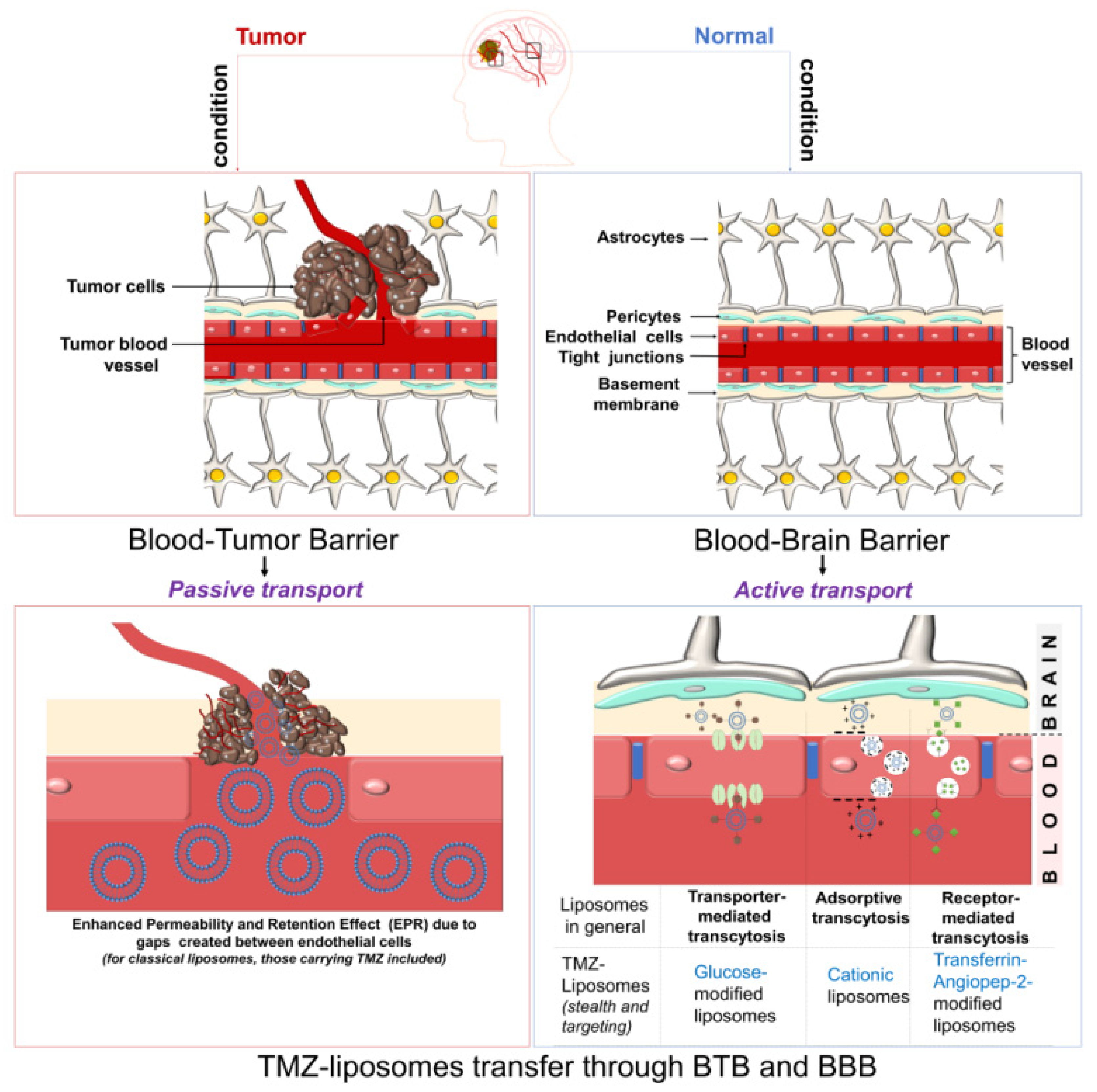 Pharmaceutics 14 00308 g005