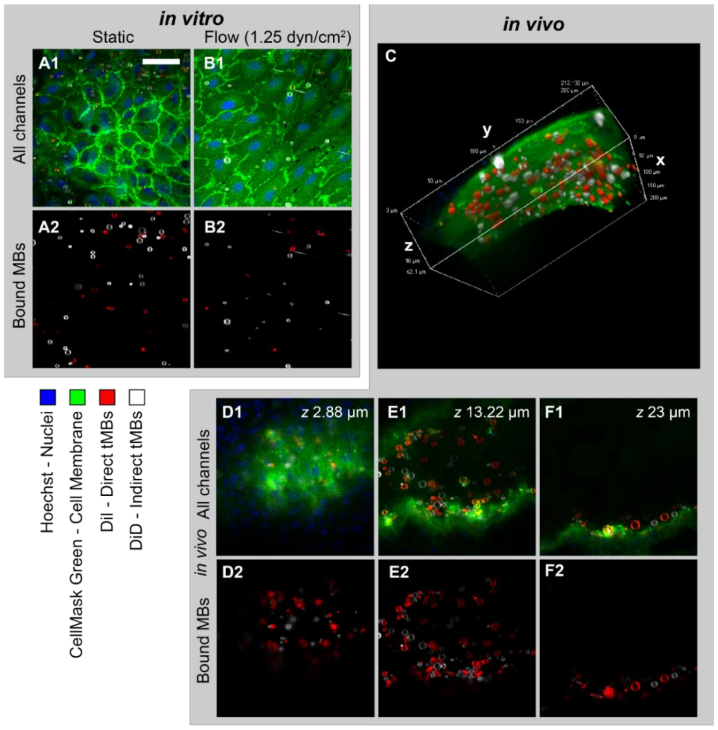 Pharmaceutics 14 00311 g002