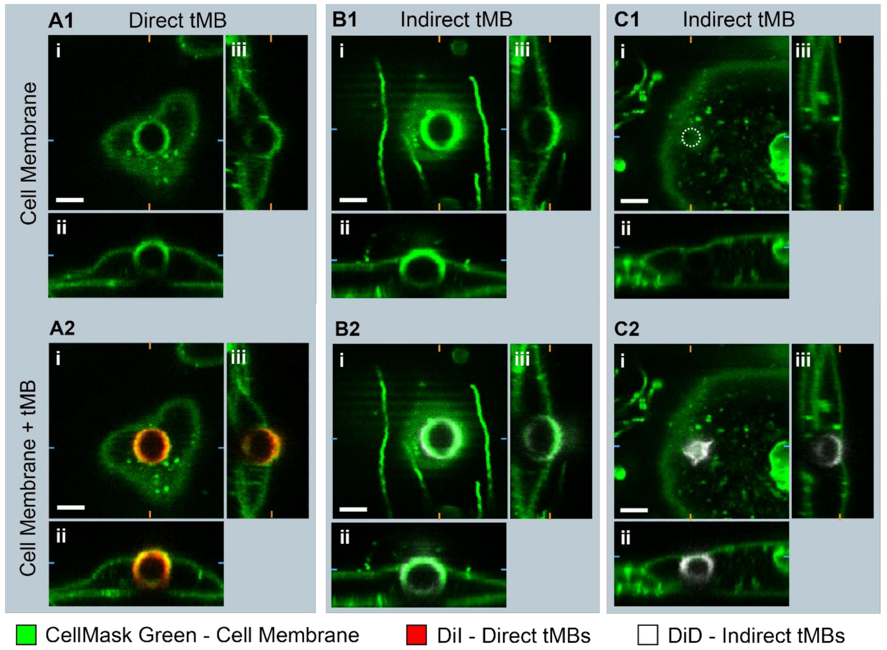 Pharmaceutics 14 00311 g006