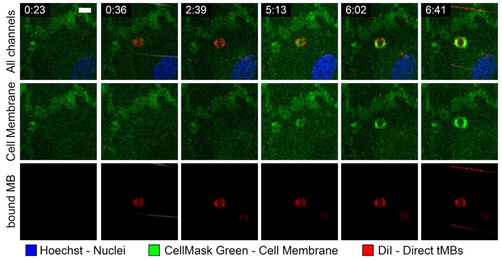 Pharmaceutics 14 00311 g008