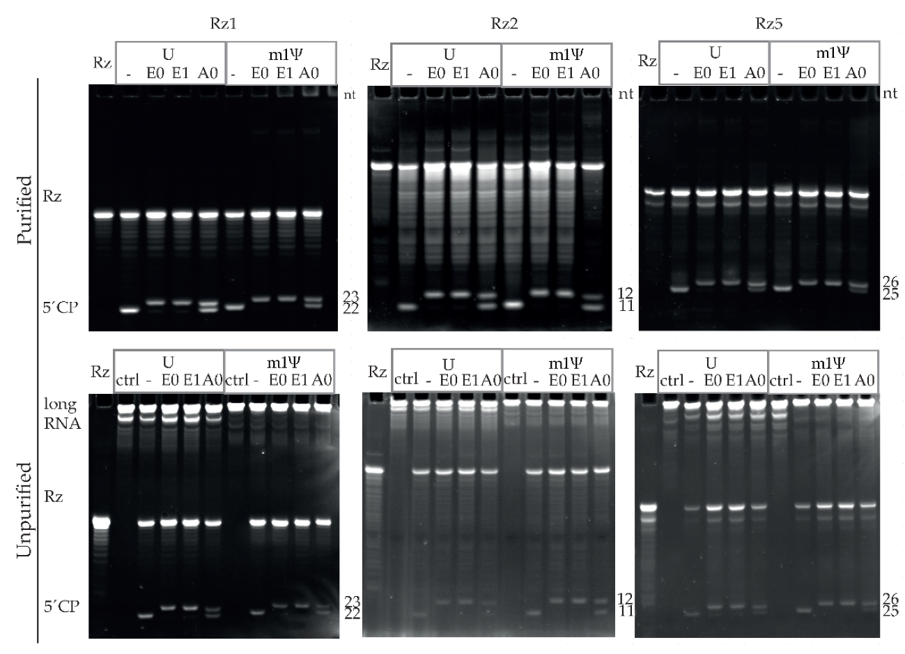 Pharmaceutics 14 00328 g003 Pharmaceutics 14 00328 g003