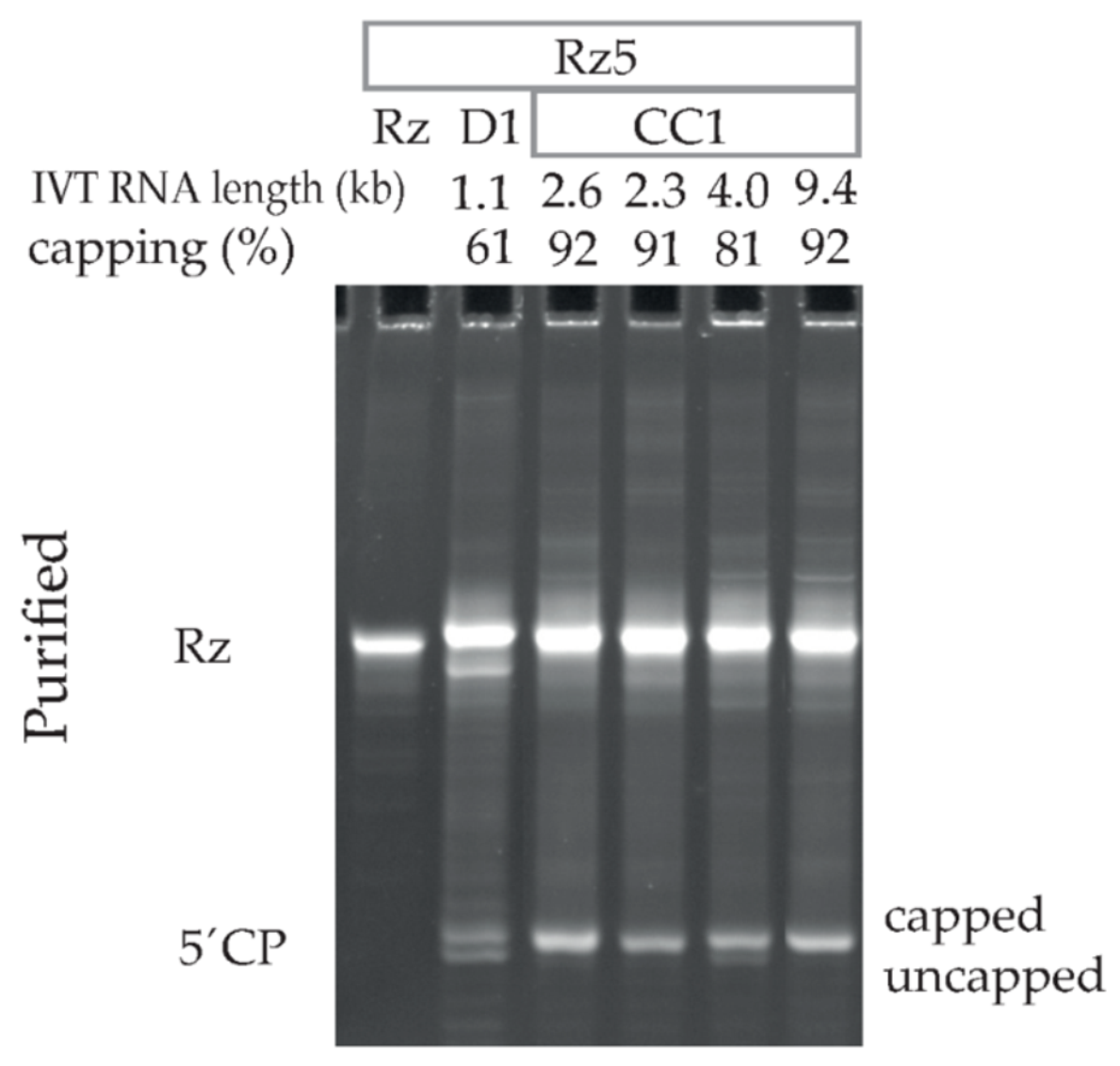 Pharmaceutics 14 00328 g004 Pharmaceutics 14 00328 g004