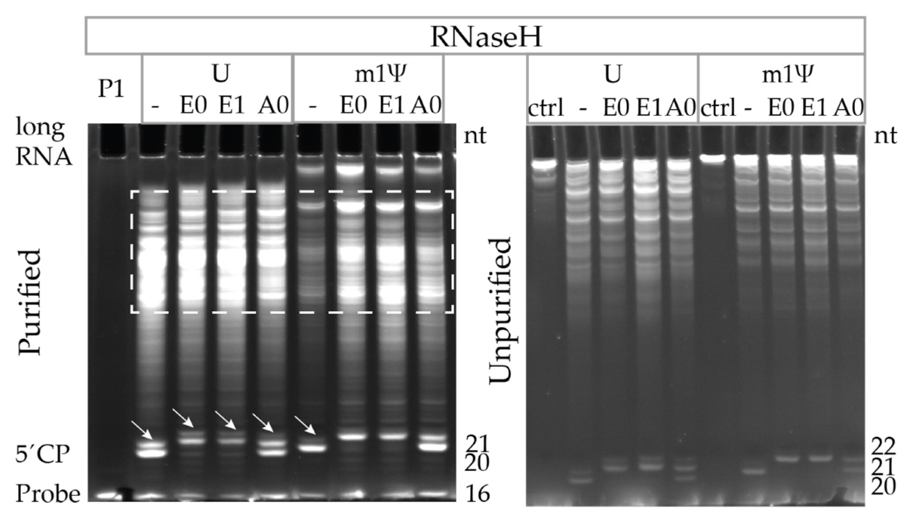 Pharmaceutics 14 00328 g006 Pharmaceutics 14 00328 g006