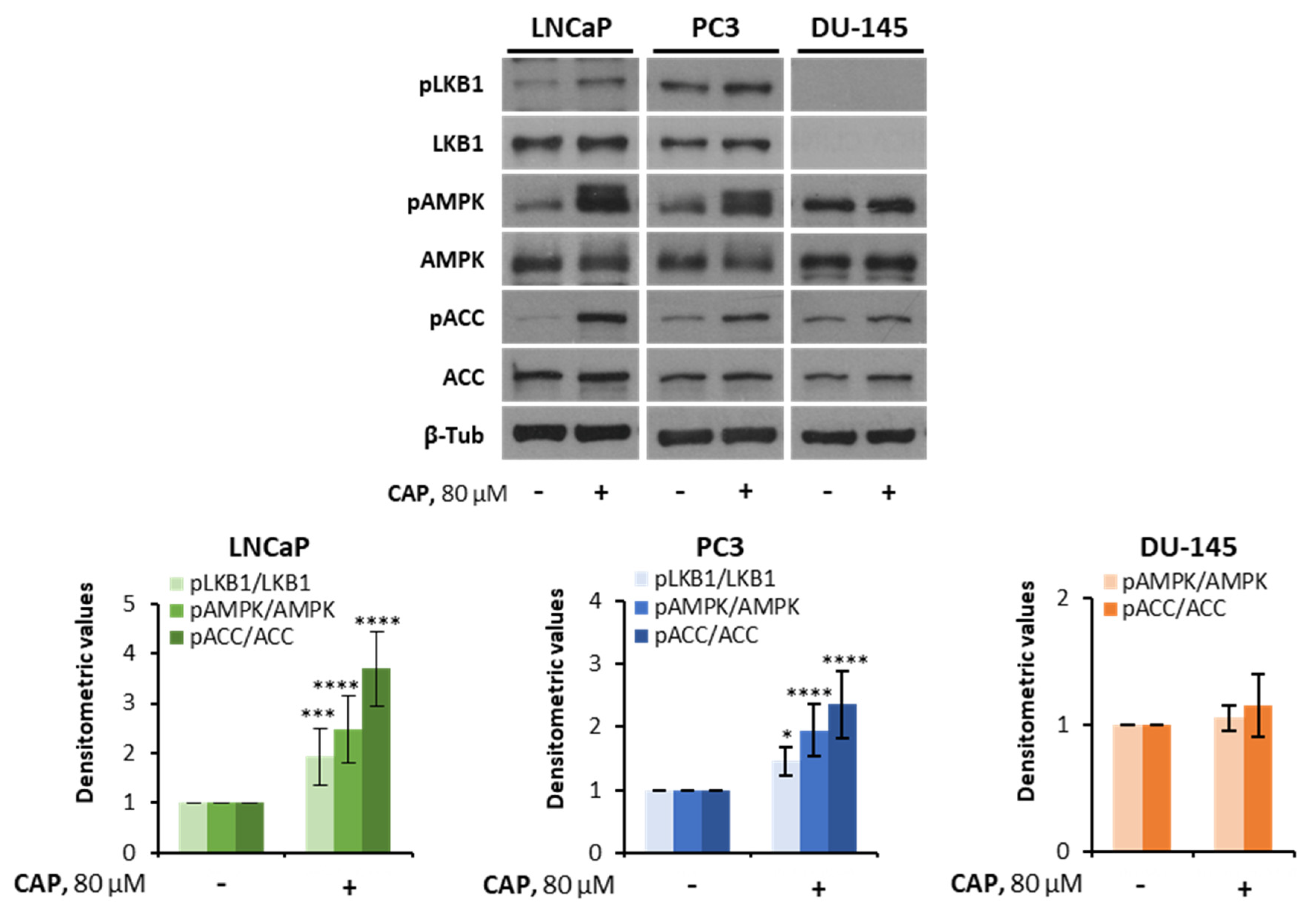 Pharmaceutics Free FullText The Natural Chemotherapeutic Capsaicin