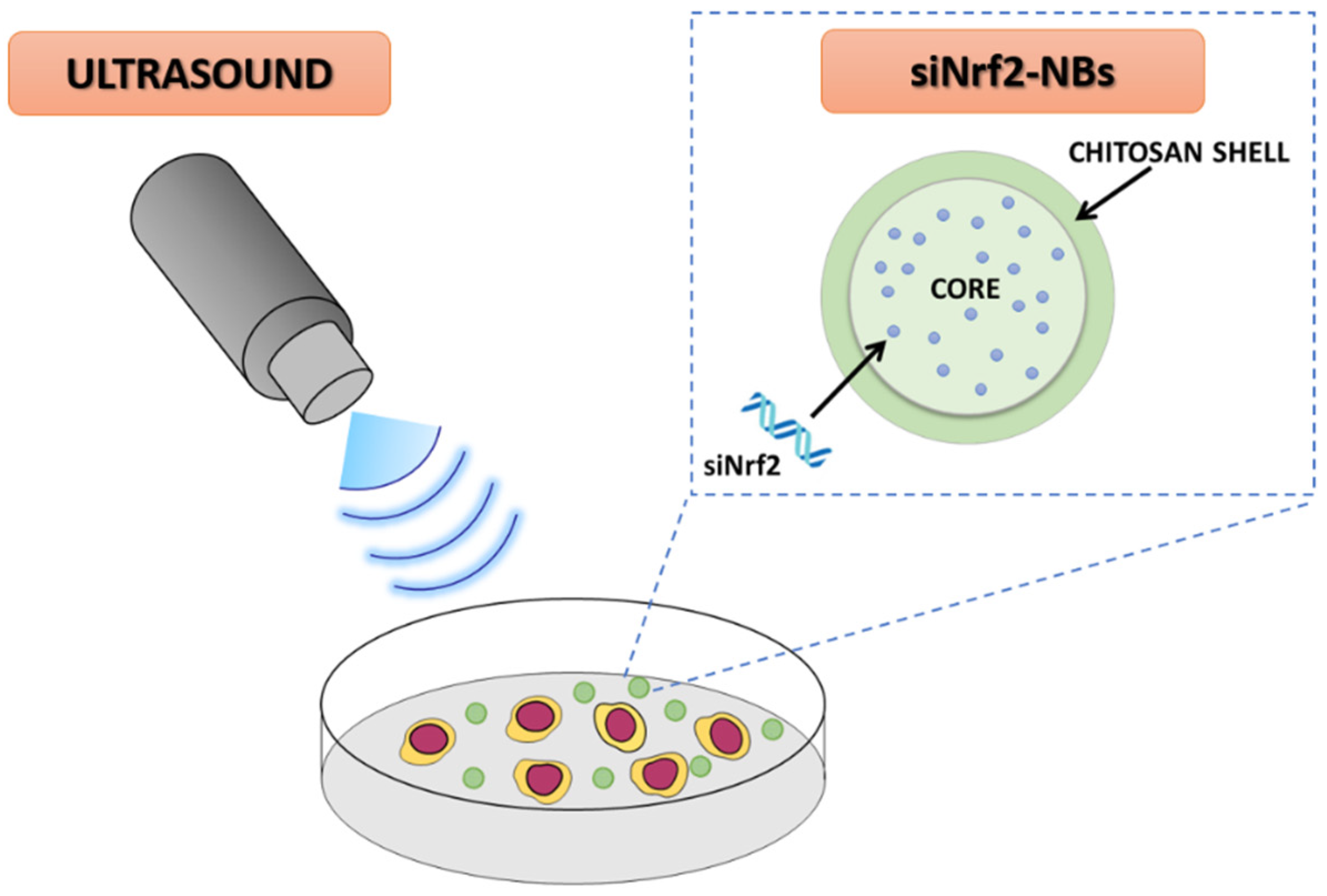 Pharmaceutics 14 00341 g001