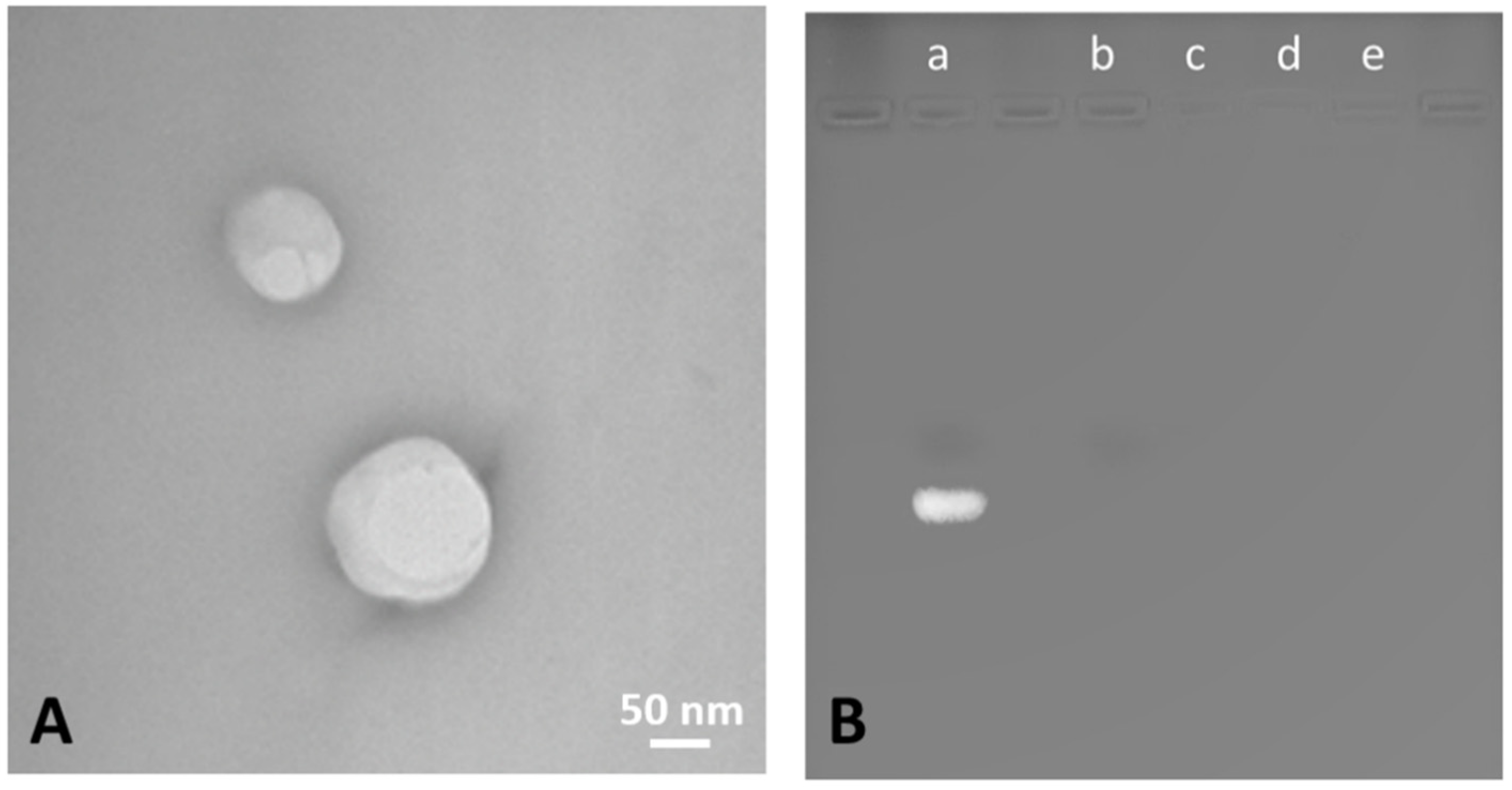 Pharmaceutics 14 00341 g002