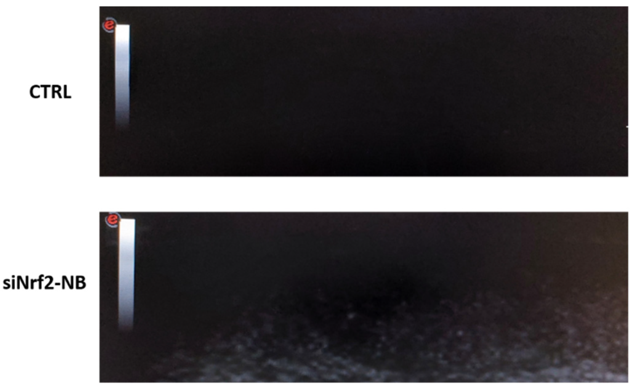 Pharmaceutics 14 00341 g007