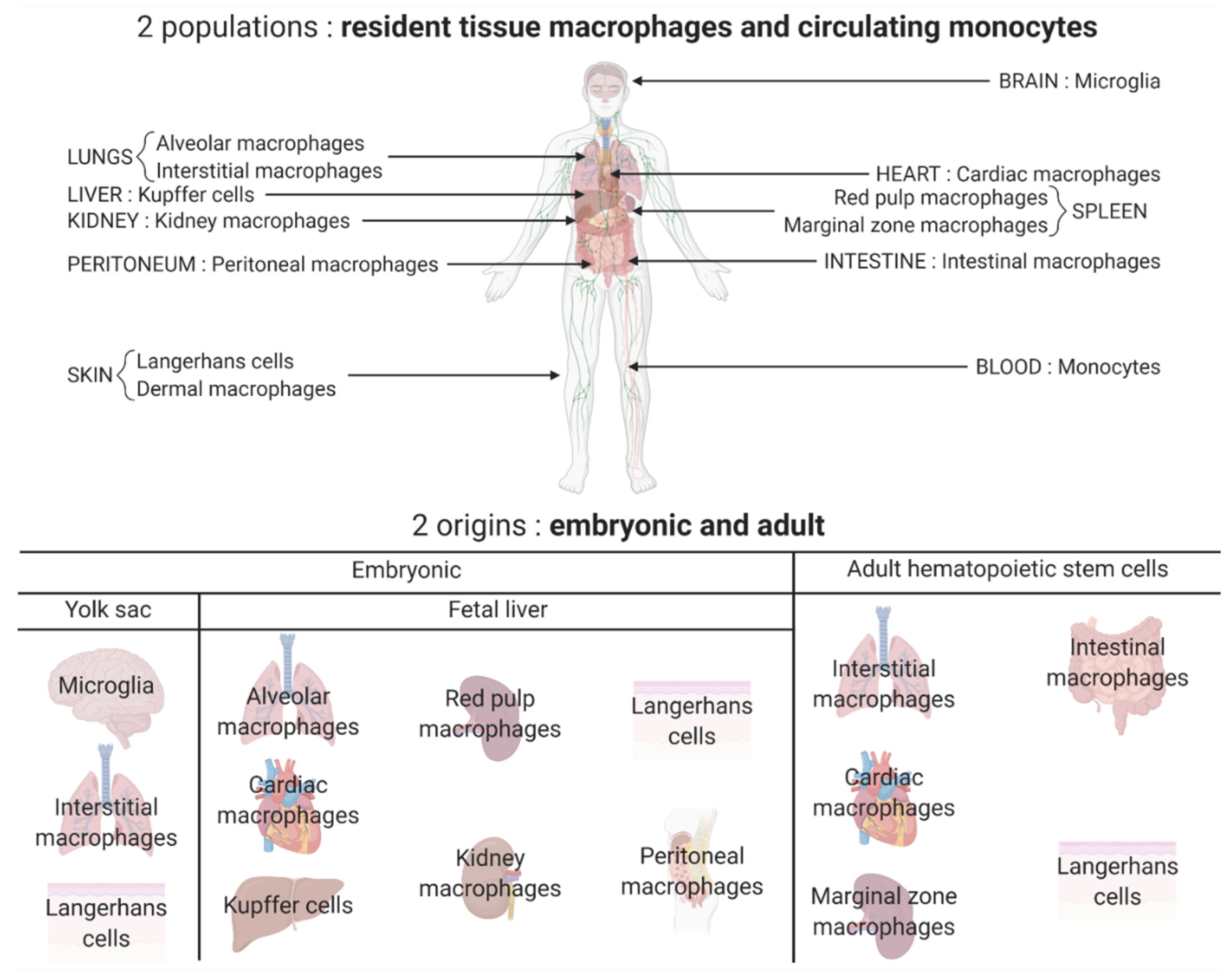 Pharmaceutics 14 00344 g001