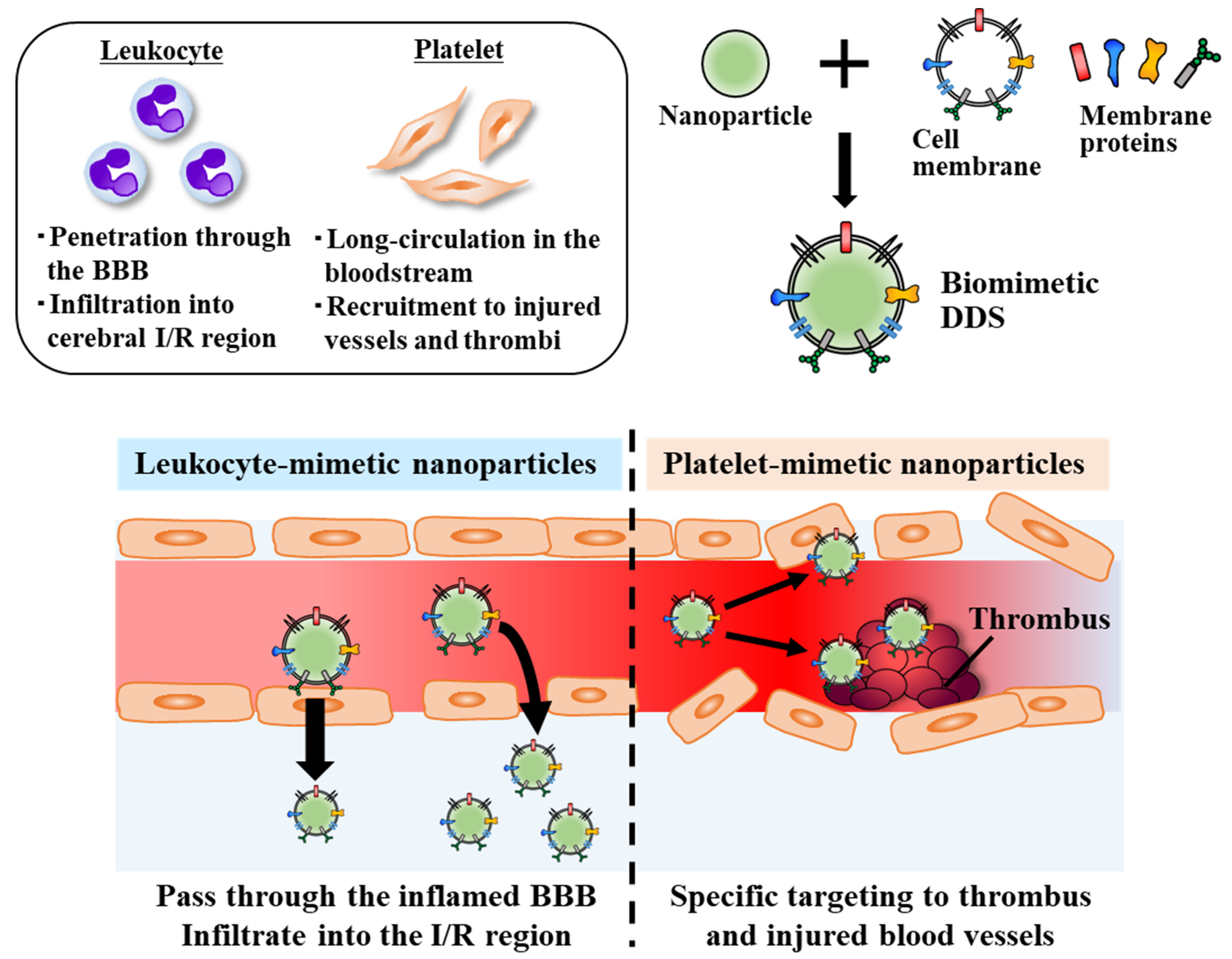 Pharmaceutics 14 00361 g003 Pharmaceutics 14 00361 g003