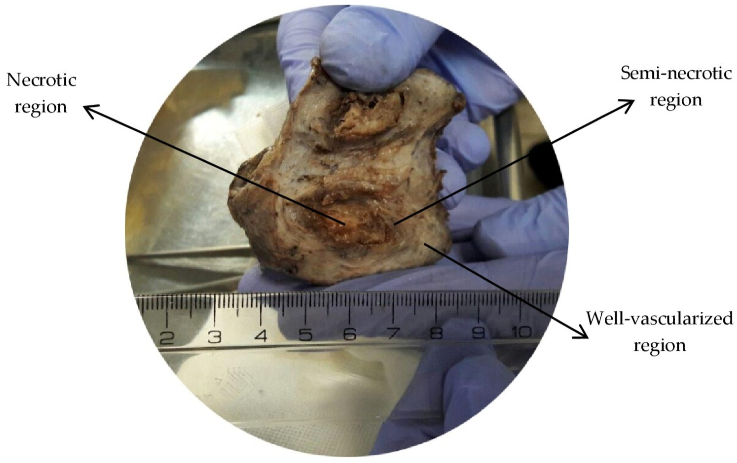 Pharmaceutics 14 00363 g001