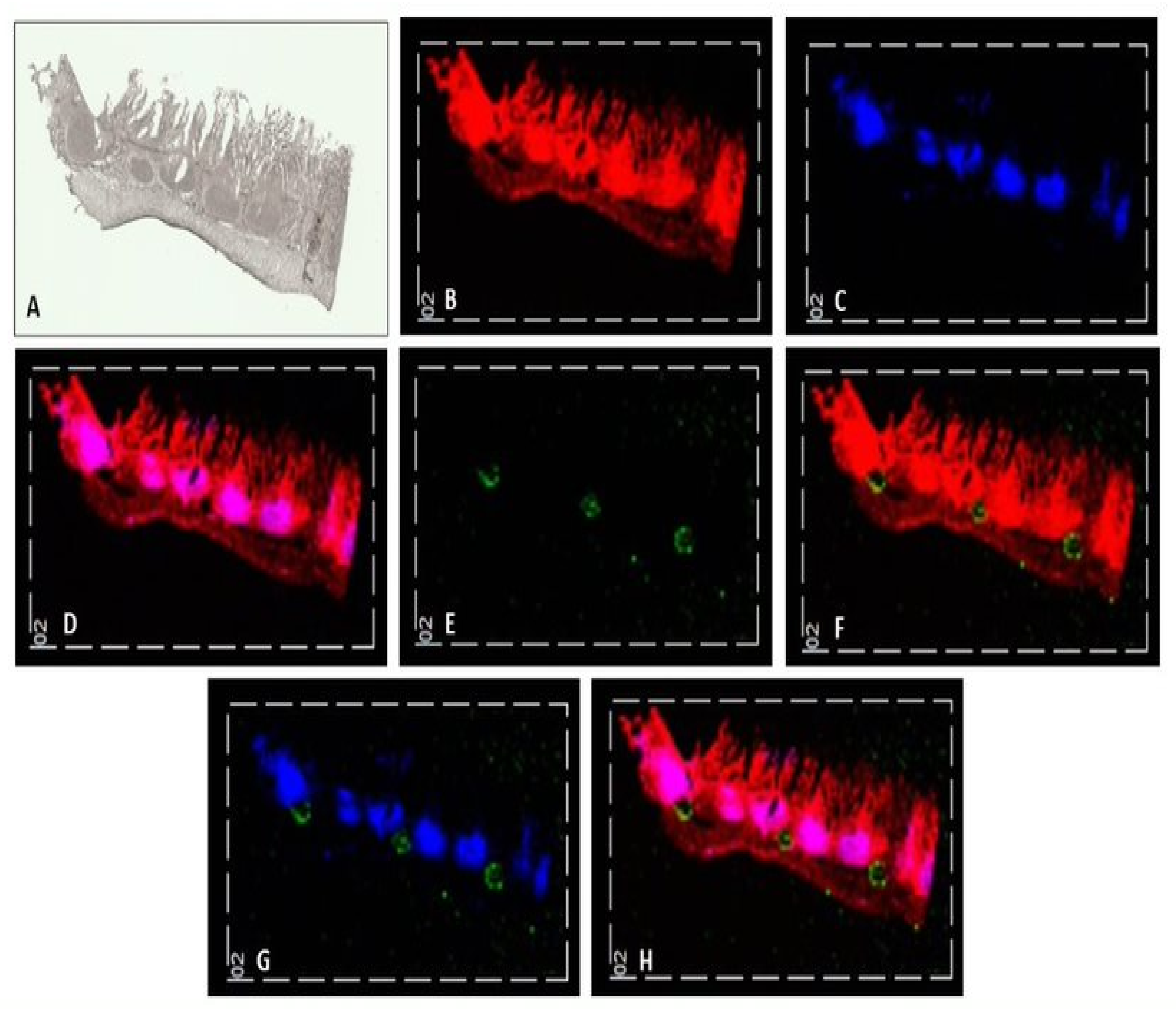 Pharmaceutics 14 00364 g002 550
