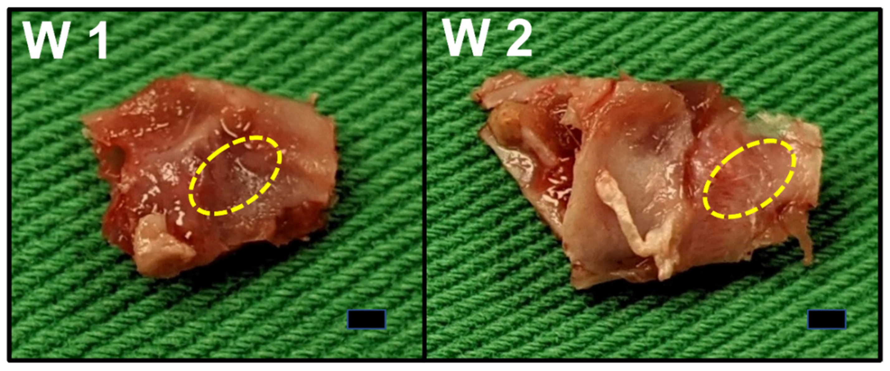 Pharmaceutics 14 00374 g013