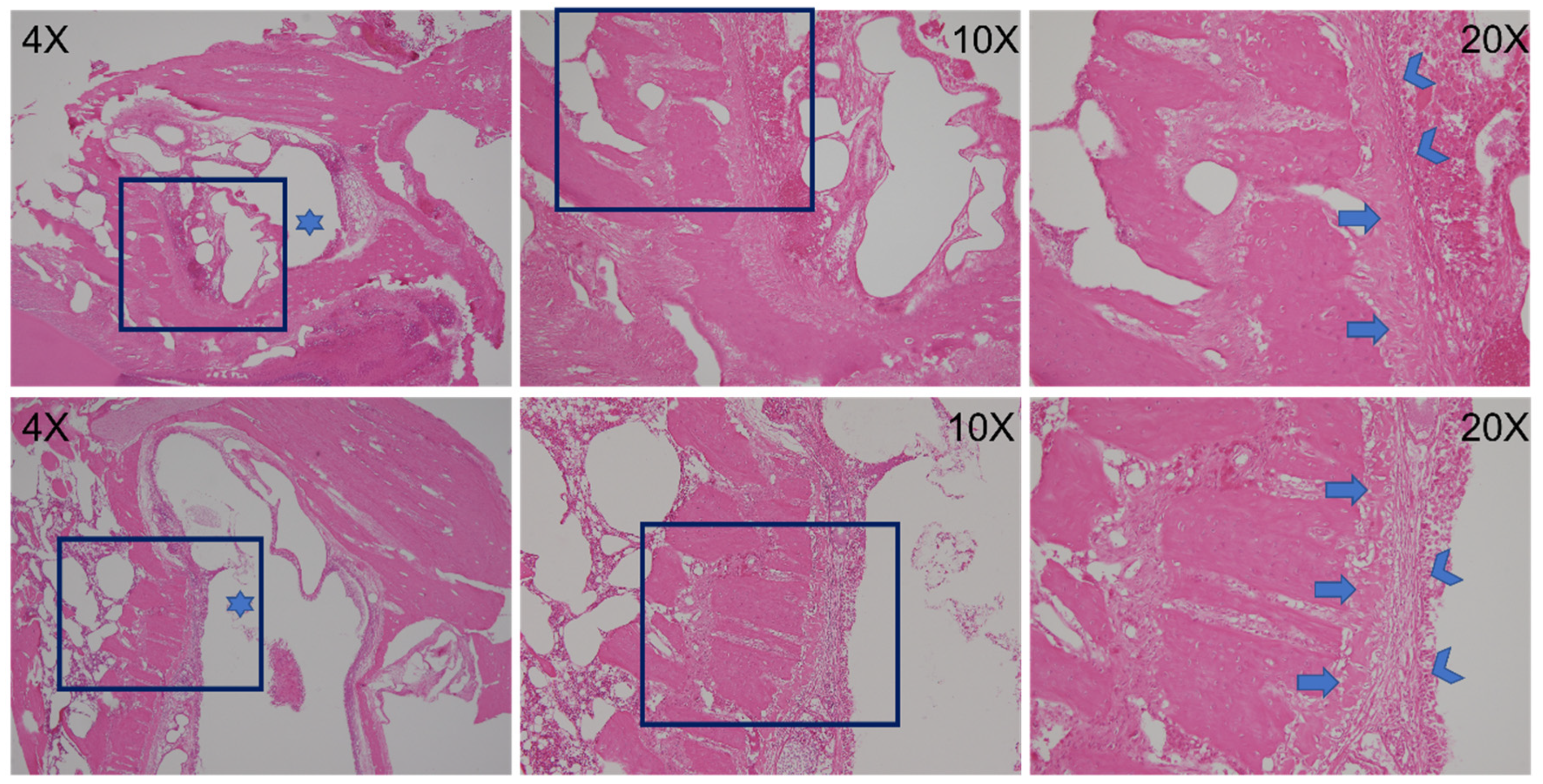 Pharmaceutics 14 00374 g014