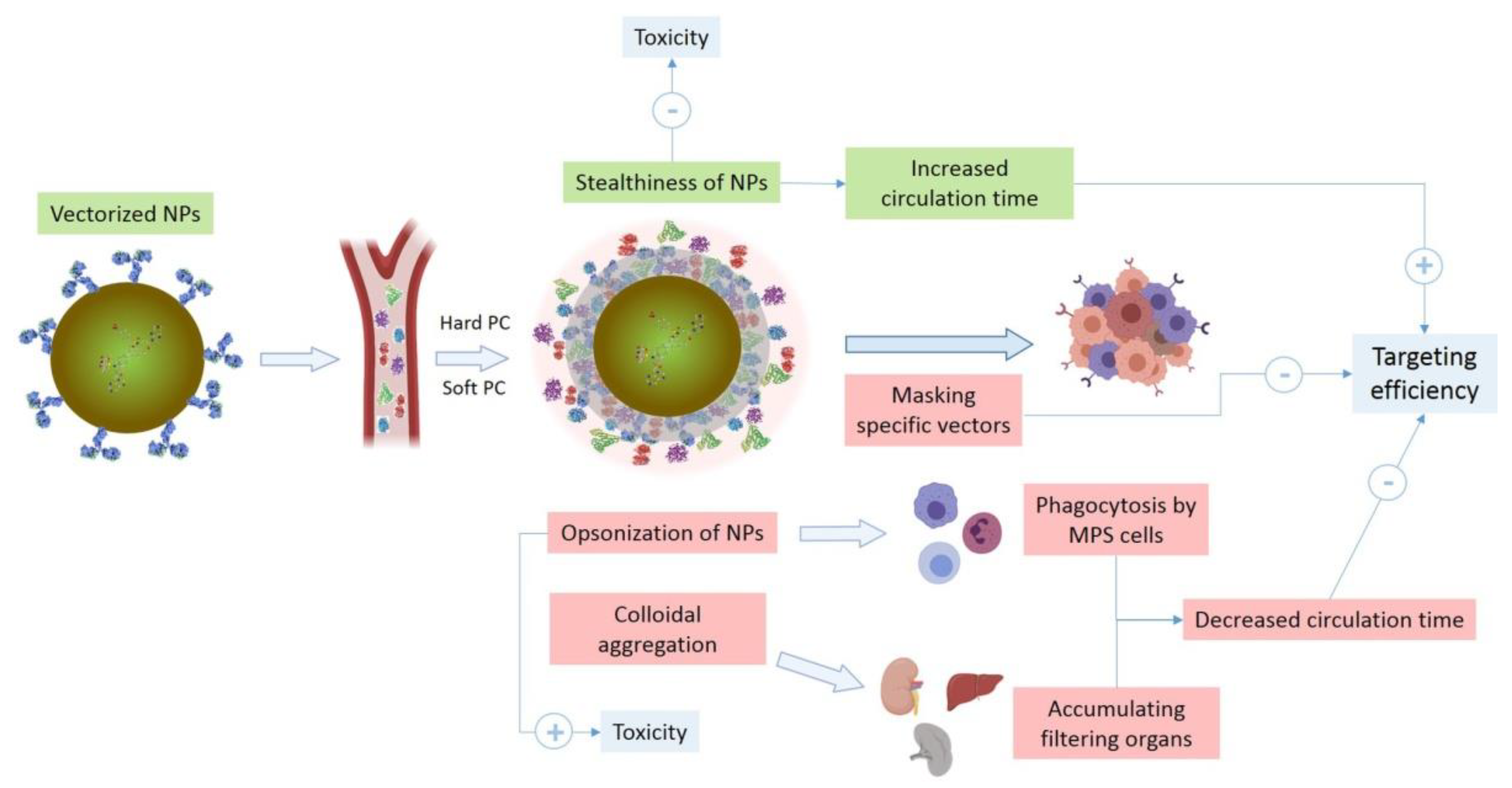 Pharmaceutics 14 00388 g003
