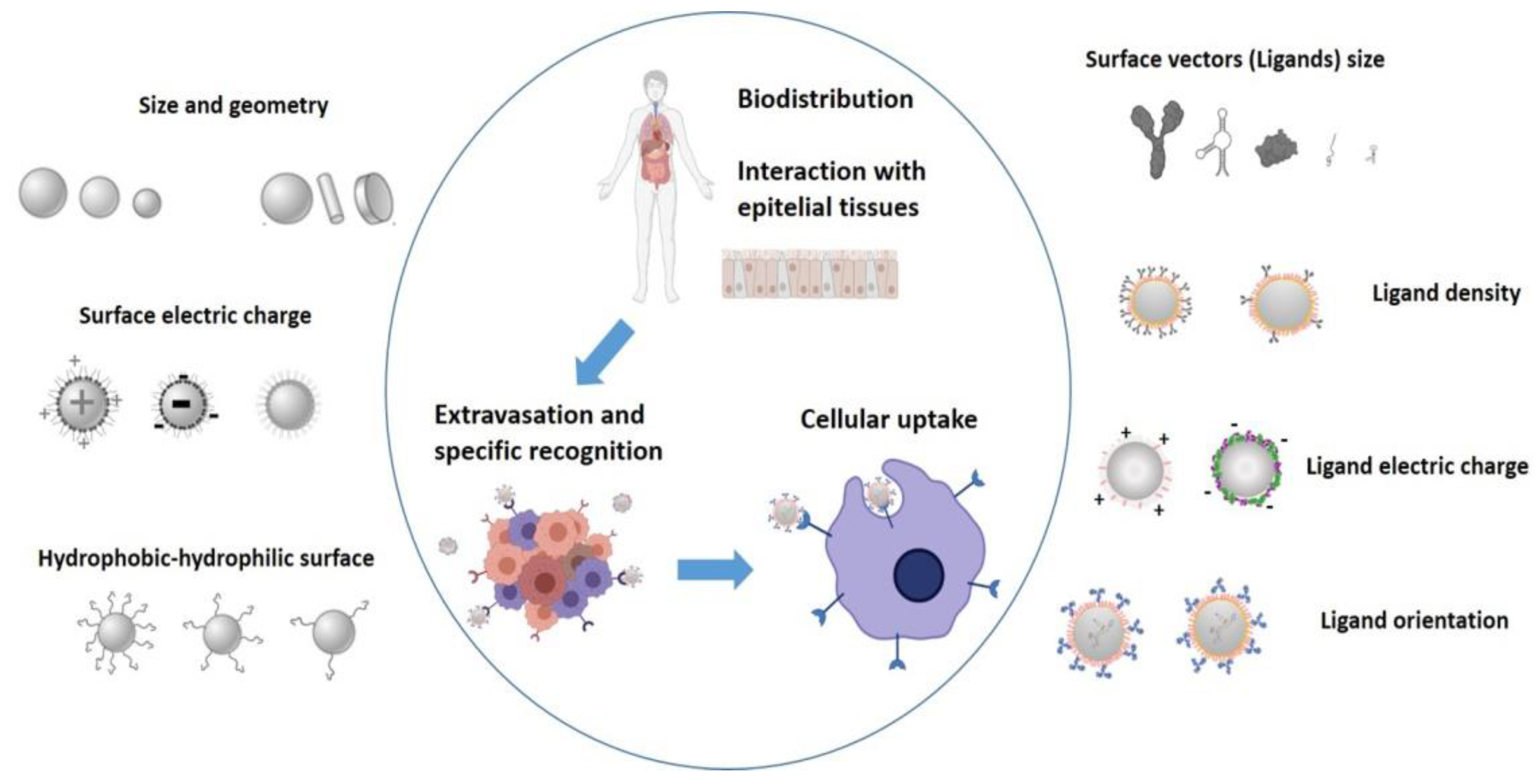 Pharmaceutics 14 00388 g005