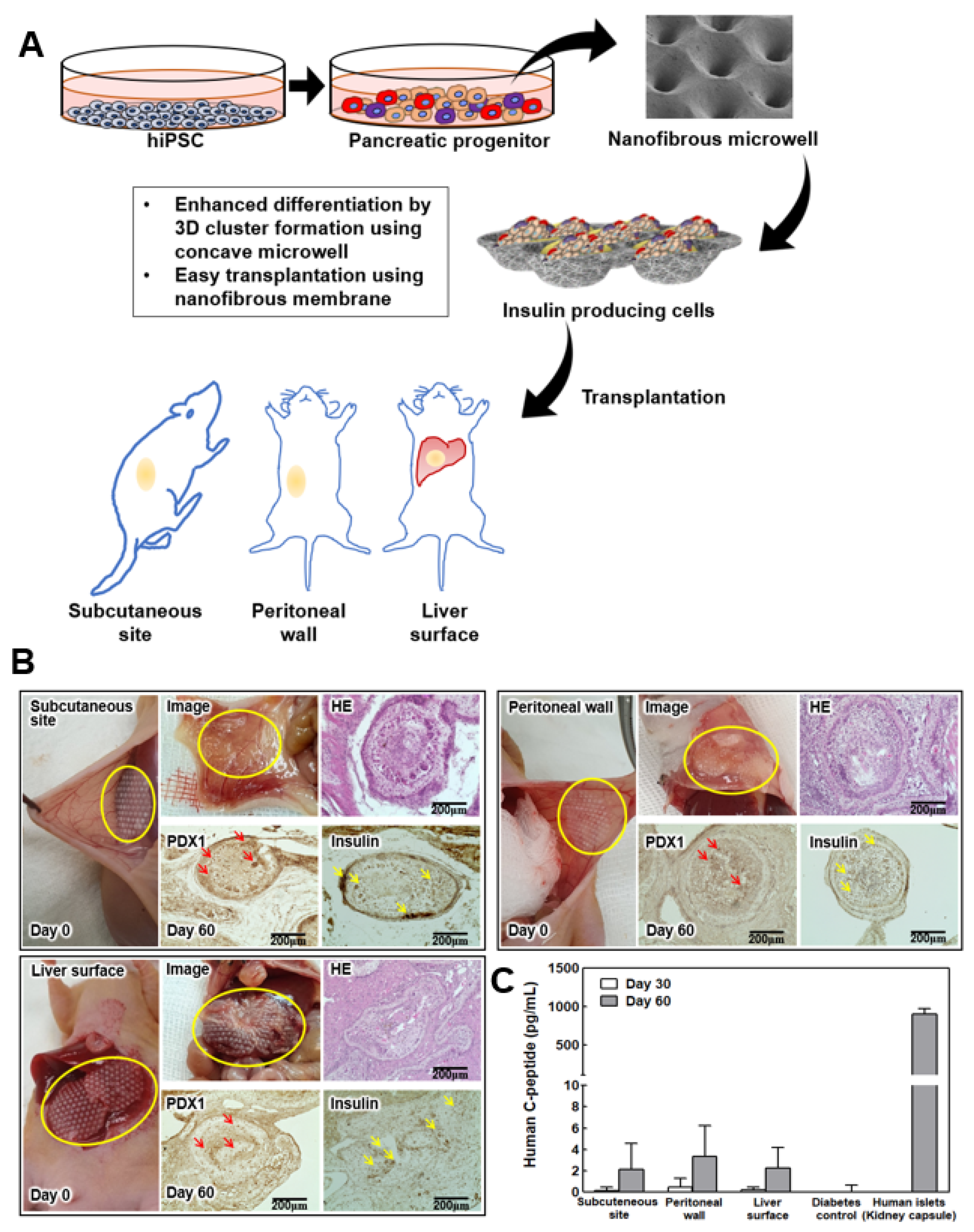 Pharmaceutics 14 00400 g004 550