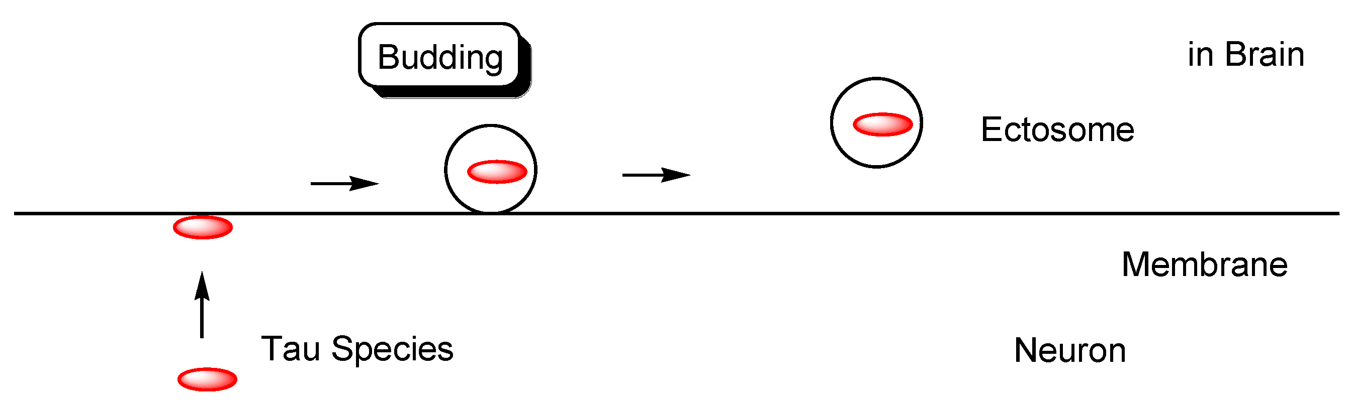 Pharmaceutics 14 00411 g008