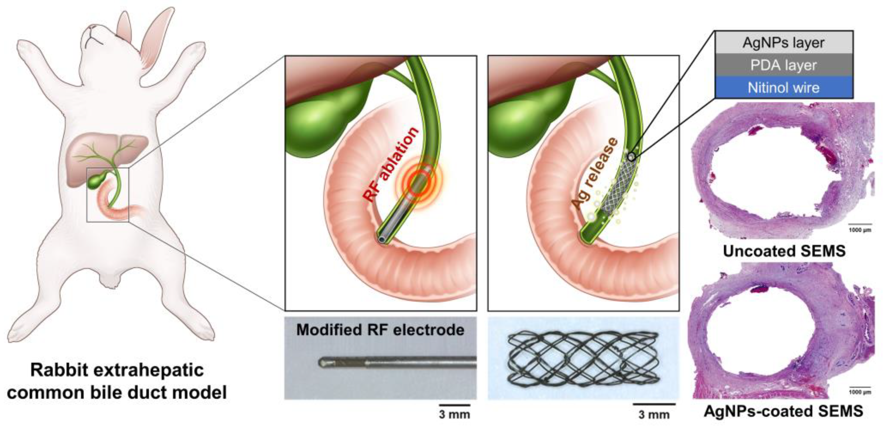 Pharmaceutics 14 00412 g001 Pharmaceutics 14 00412 g001