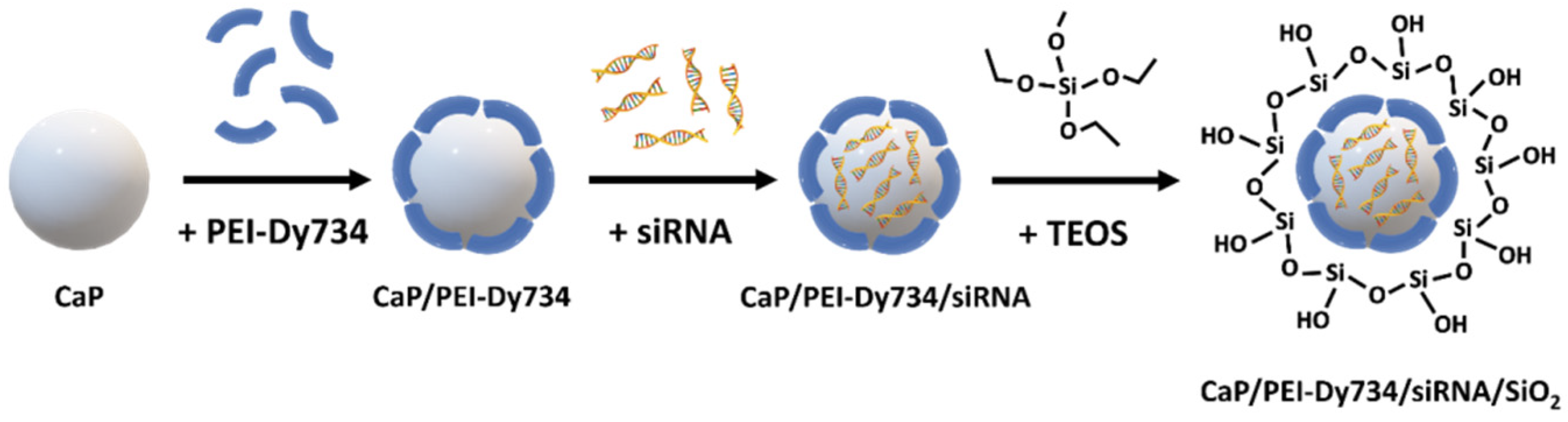 Pharmaceutics 14 00419 g001 550