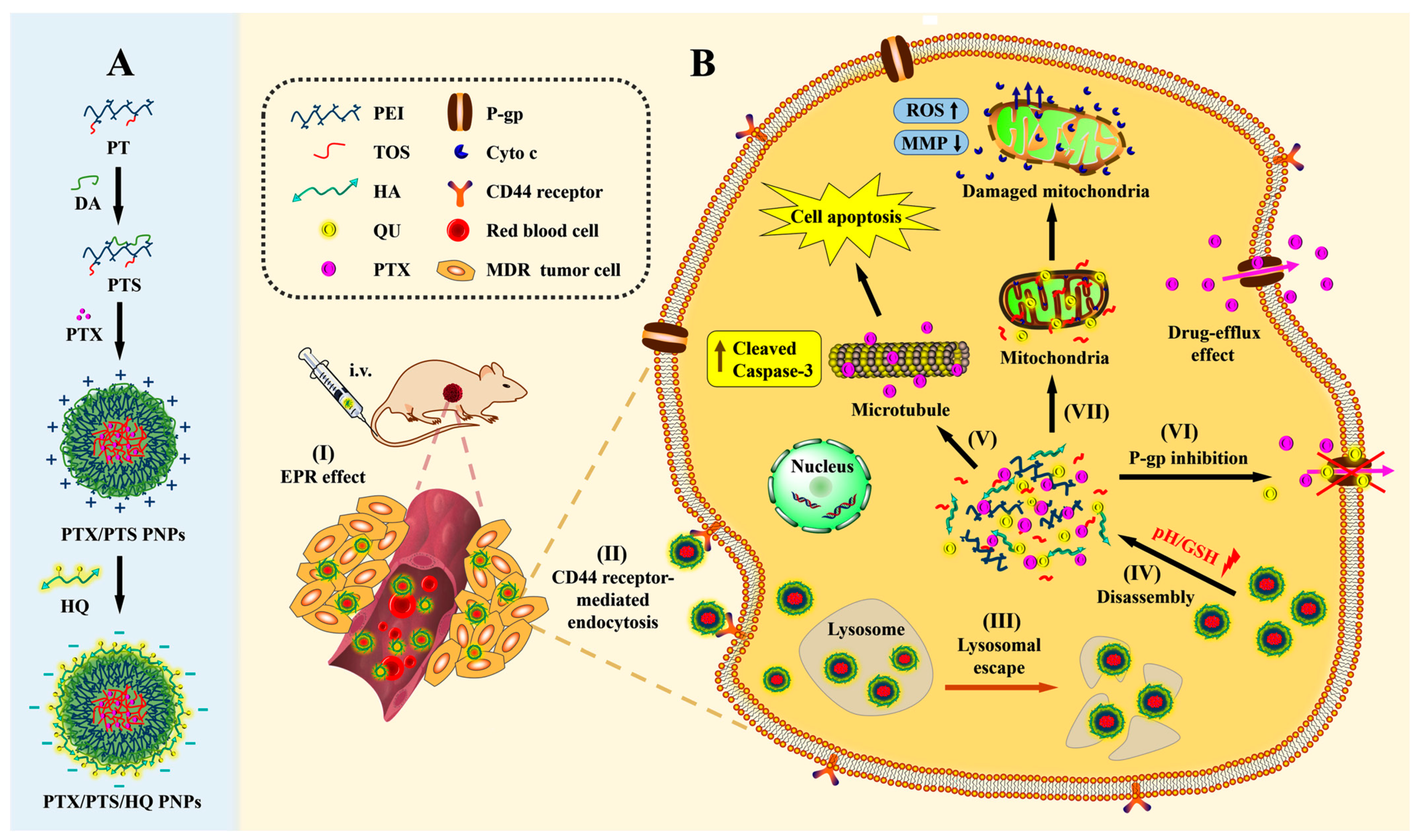 Pharmaceutics 14 00422 sch002 550