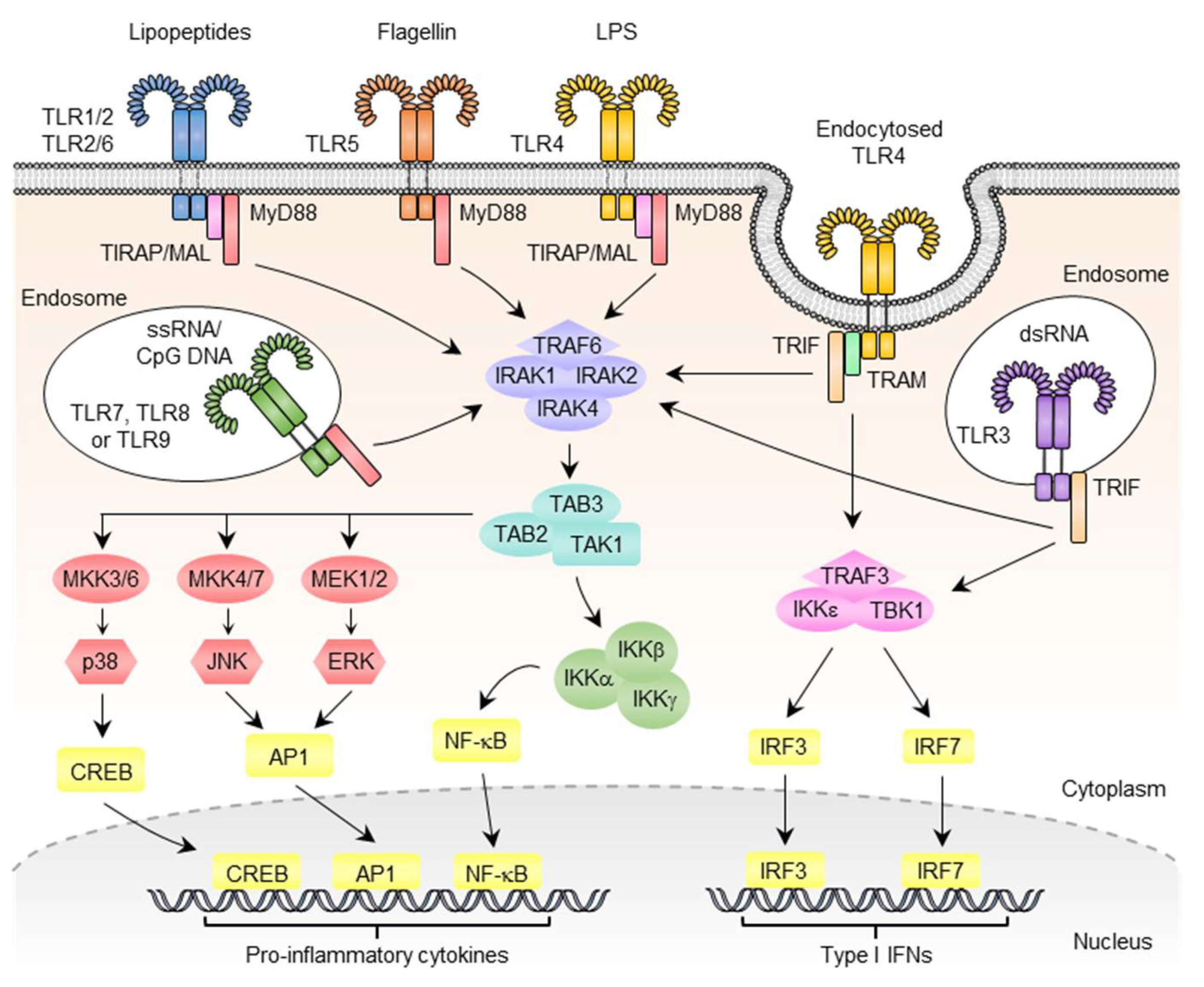 Pharmaceutics 14 00423 g002 550