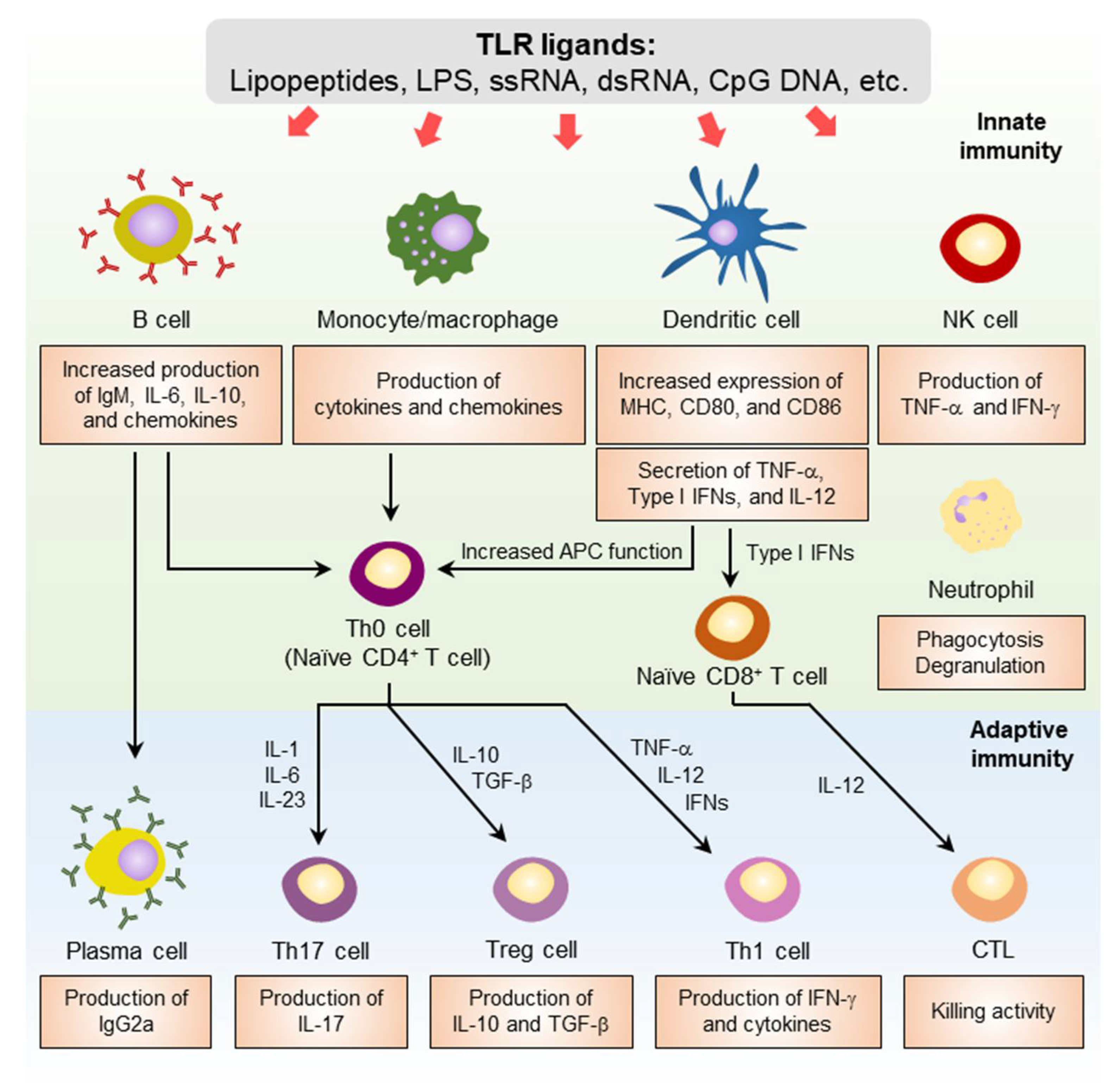 Pharmaceutics 14 00423 g003 550