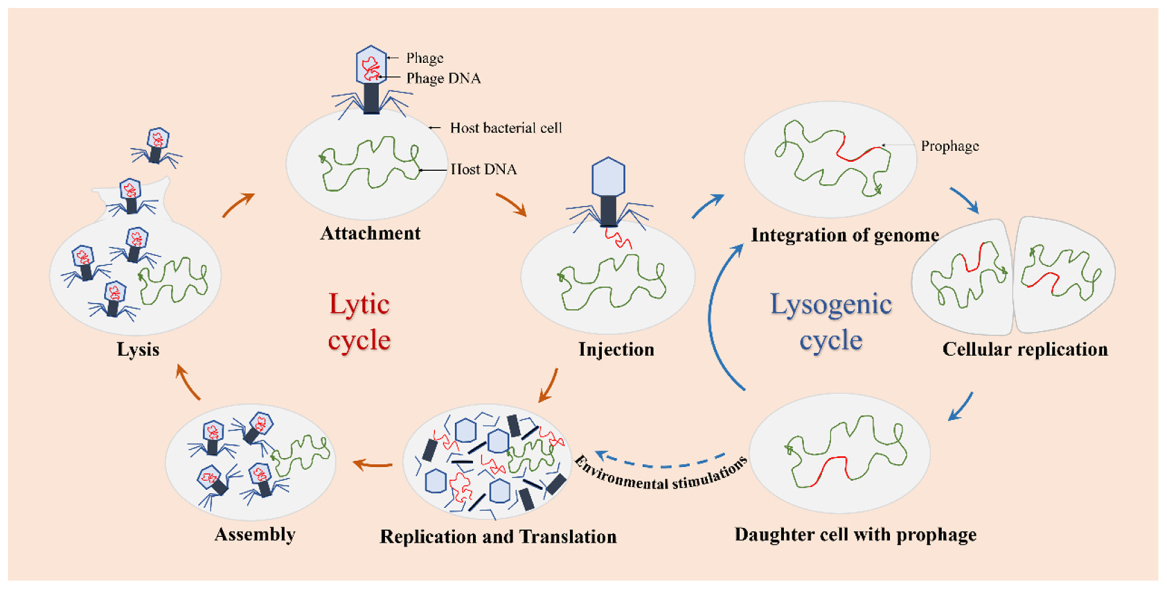 Pharmaceutics 14 00427 g002