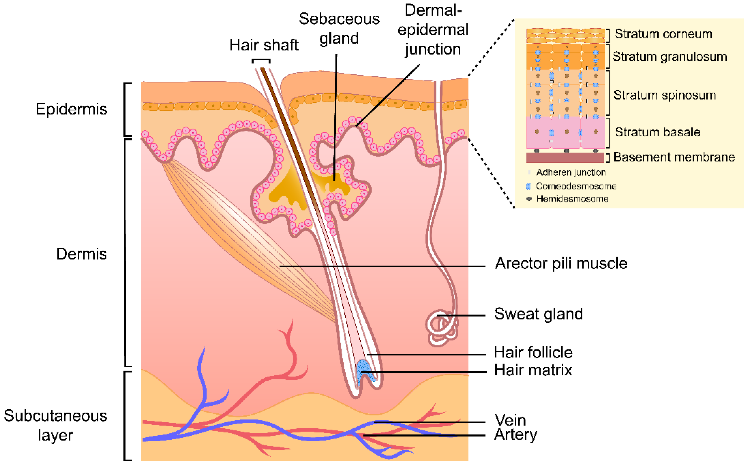 Pharmaceutics 14 00433 g001