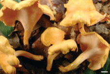 Pharmaceutics 14 00436 i001