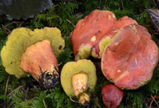 Pharmaceutics 14 00436 i005