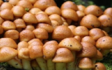 Pharmaceutics 14 00436 i018