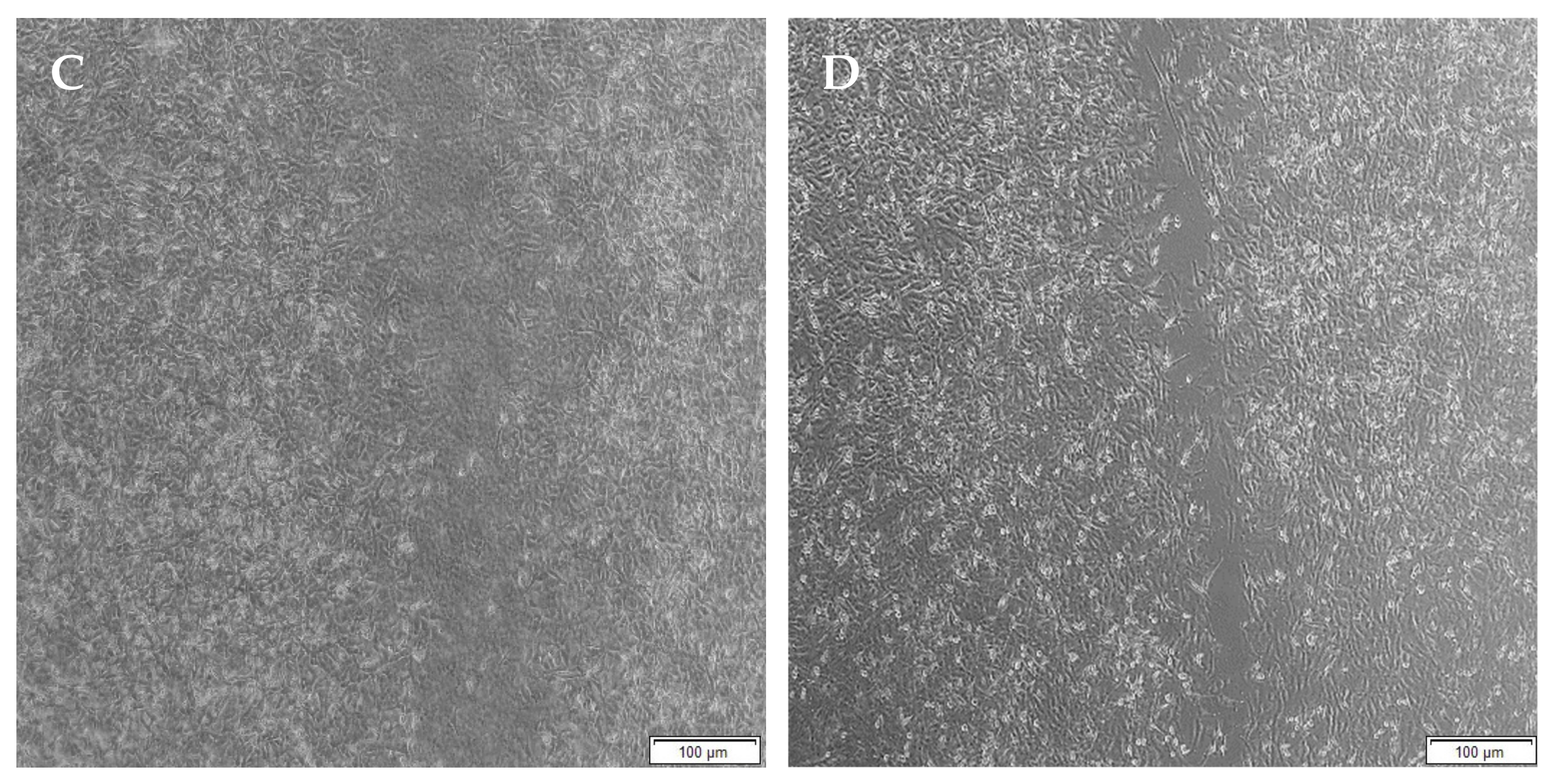Pharmaceutics 14 00441 g016b