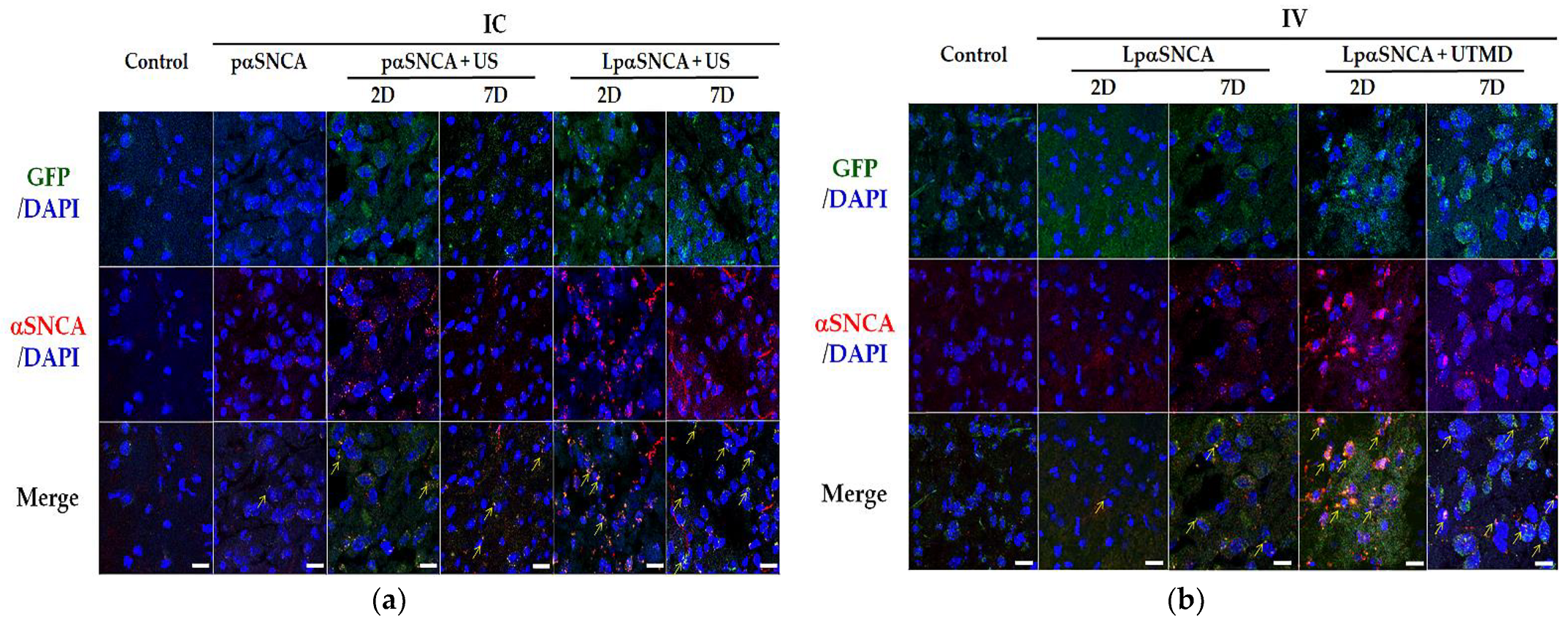 Pharmaceutics 14 00444 g004