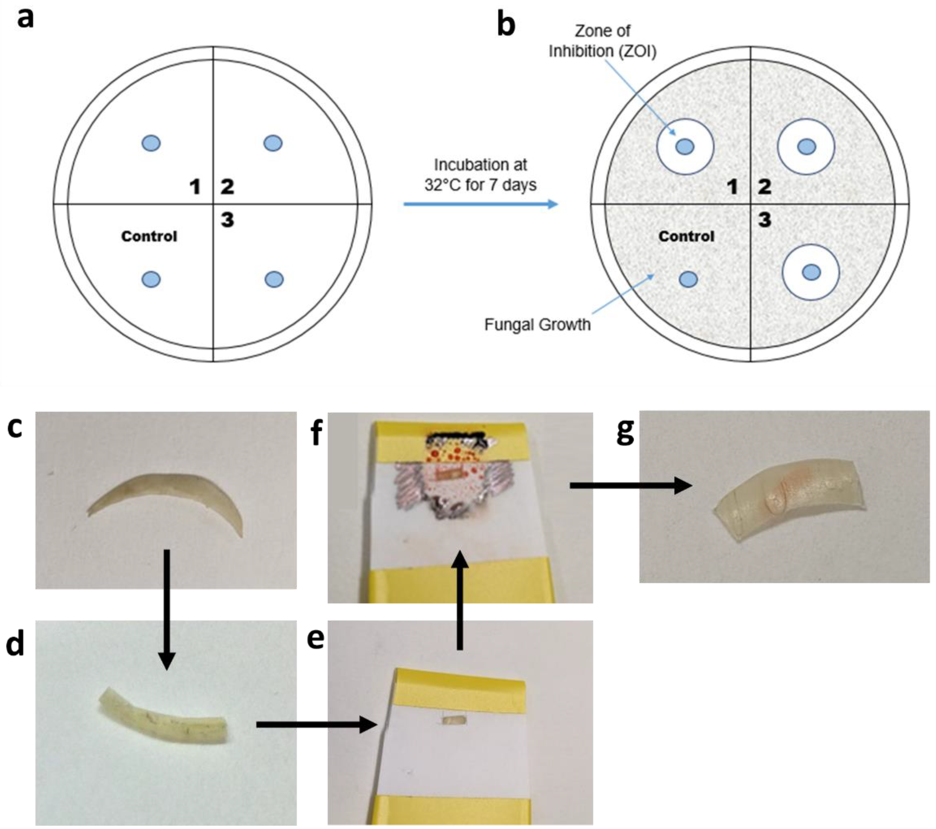 Pharmaceutics 14 00448 g002