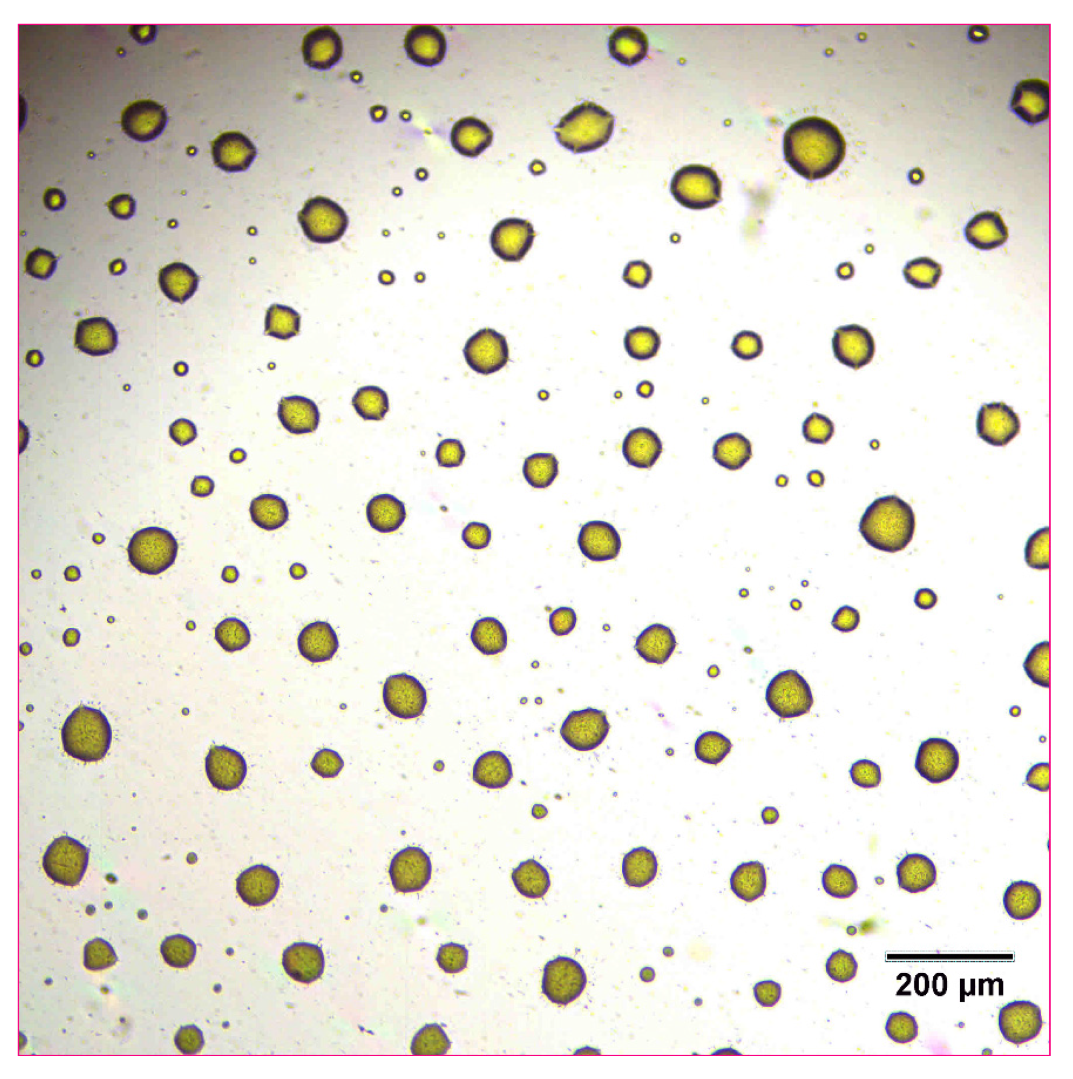 Pharmaceutics 14 00449 g004