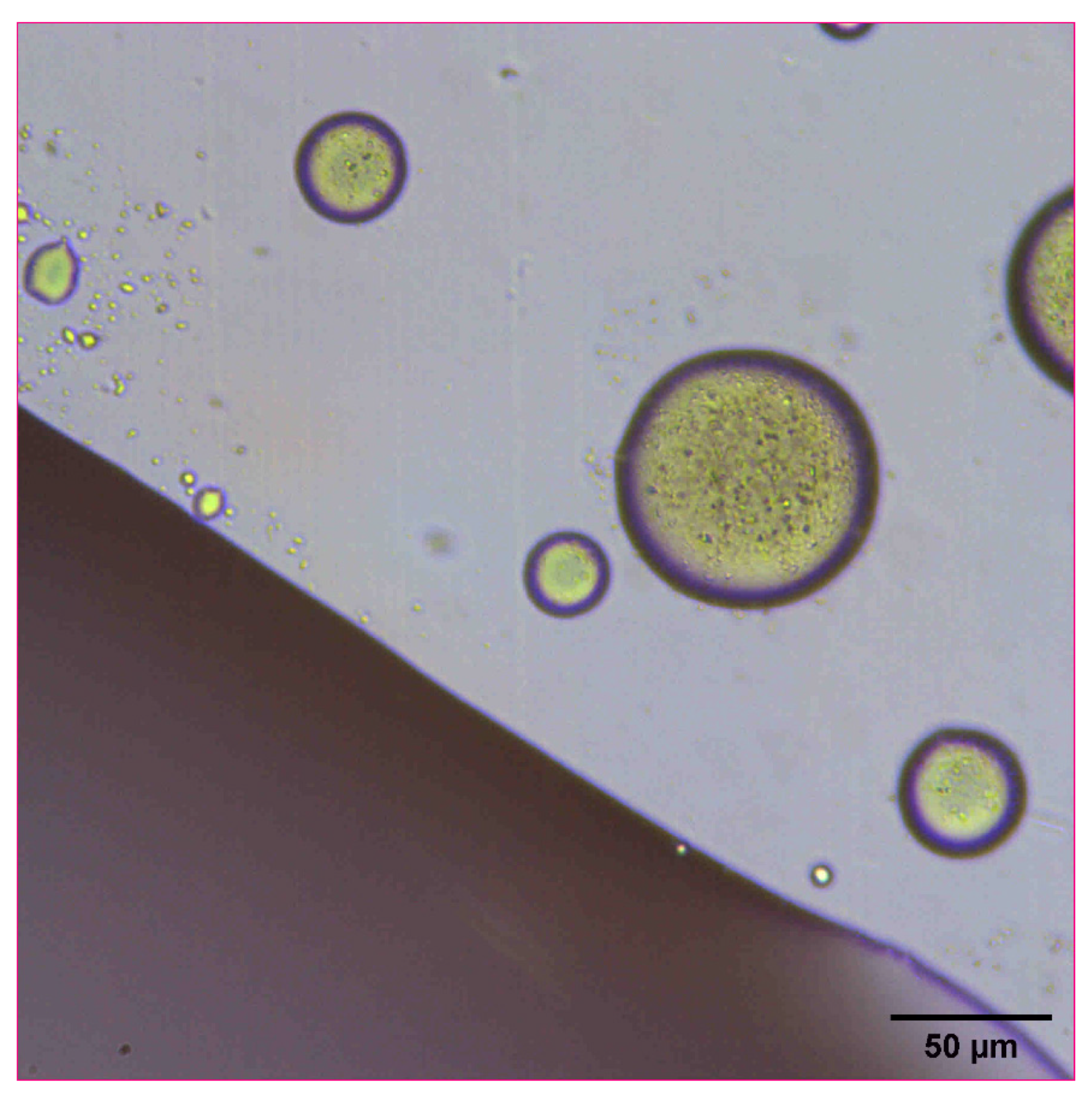 Pharmaceutics 14 00449 g006