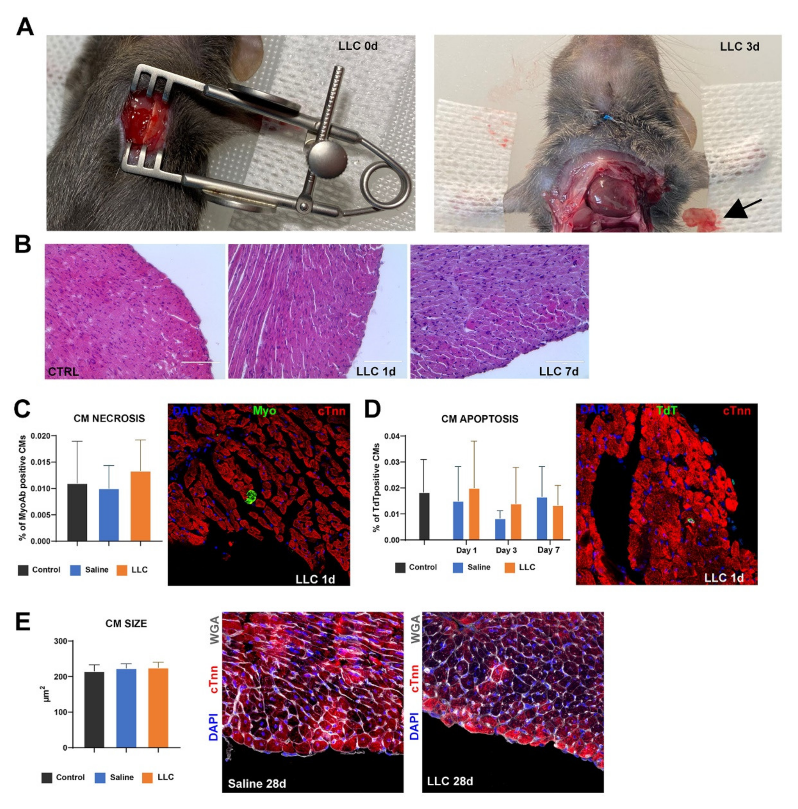 Pharmaceutics 14 00452 g010 550