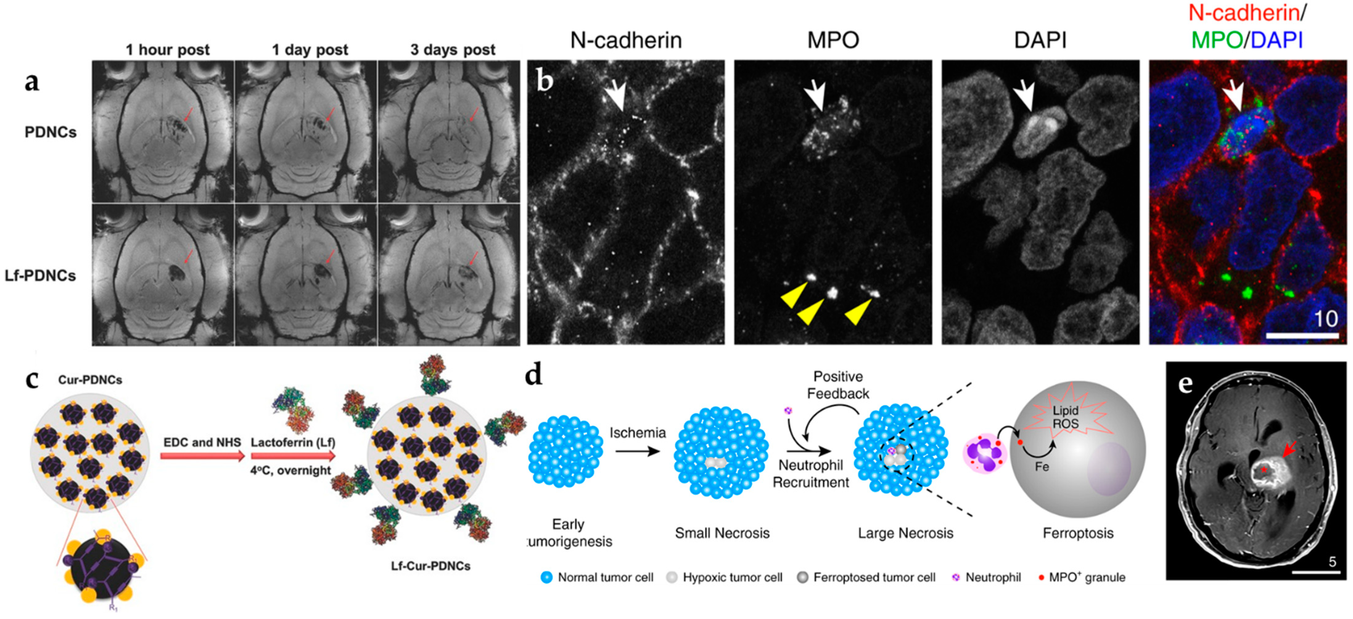 Pharmaceutics 14 00456 g002 Pharmaceutics 14 00456 g002