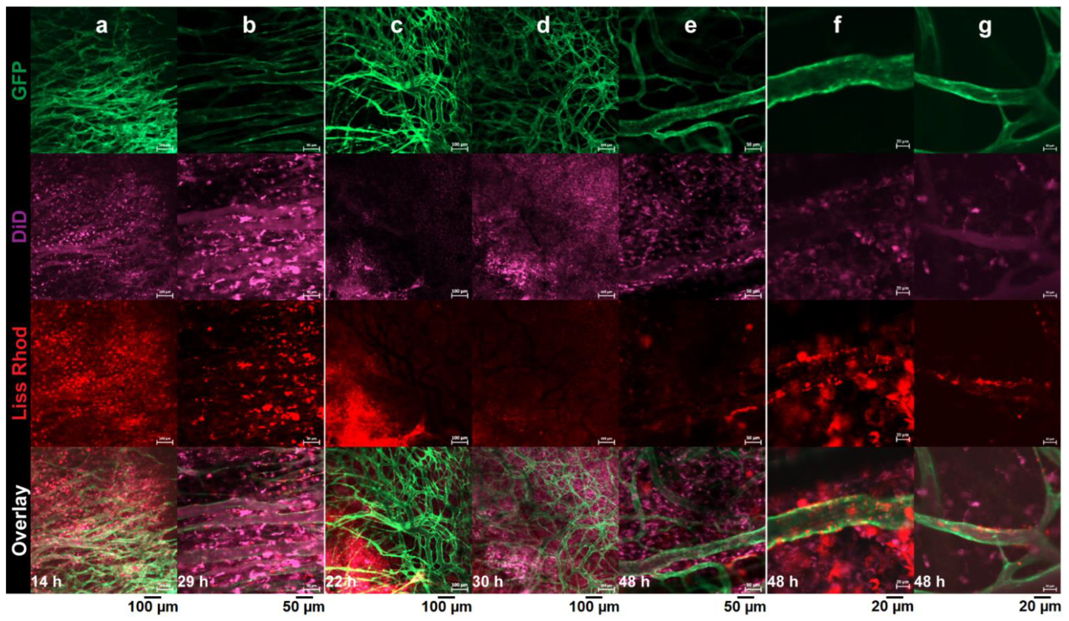 Pharmaceutics 14 00458 g004