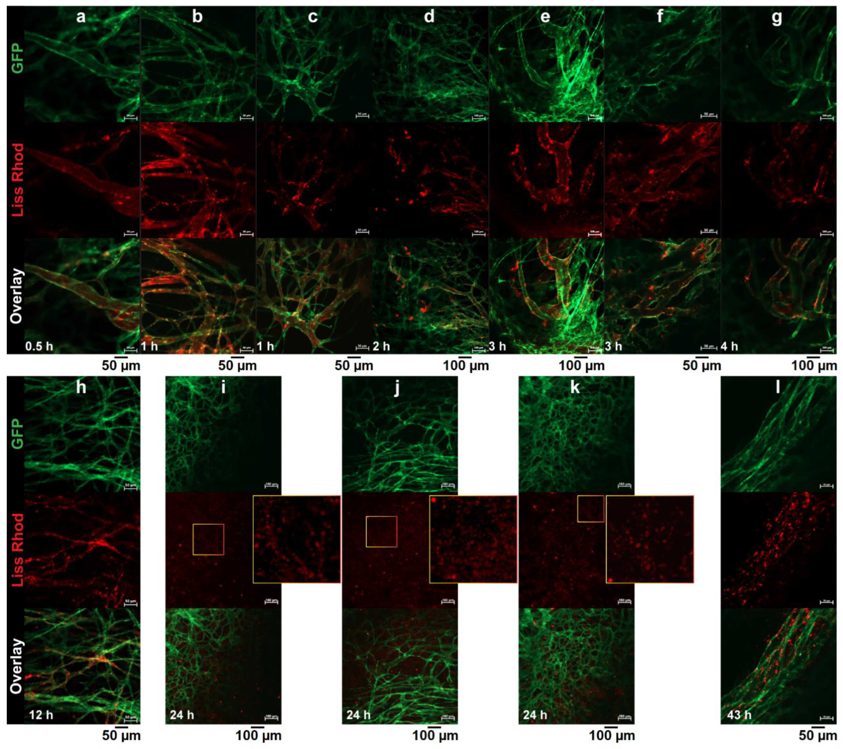 Pharmaceutics 14 00458 g005