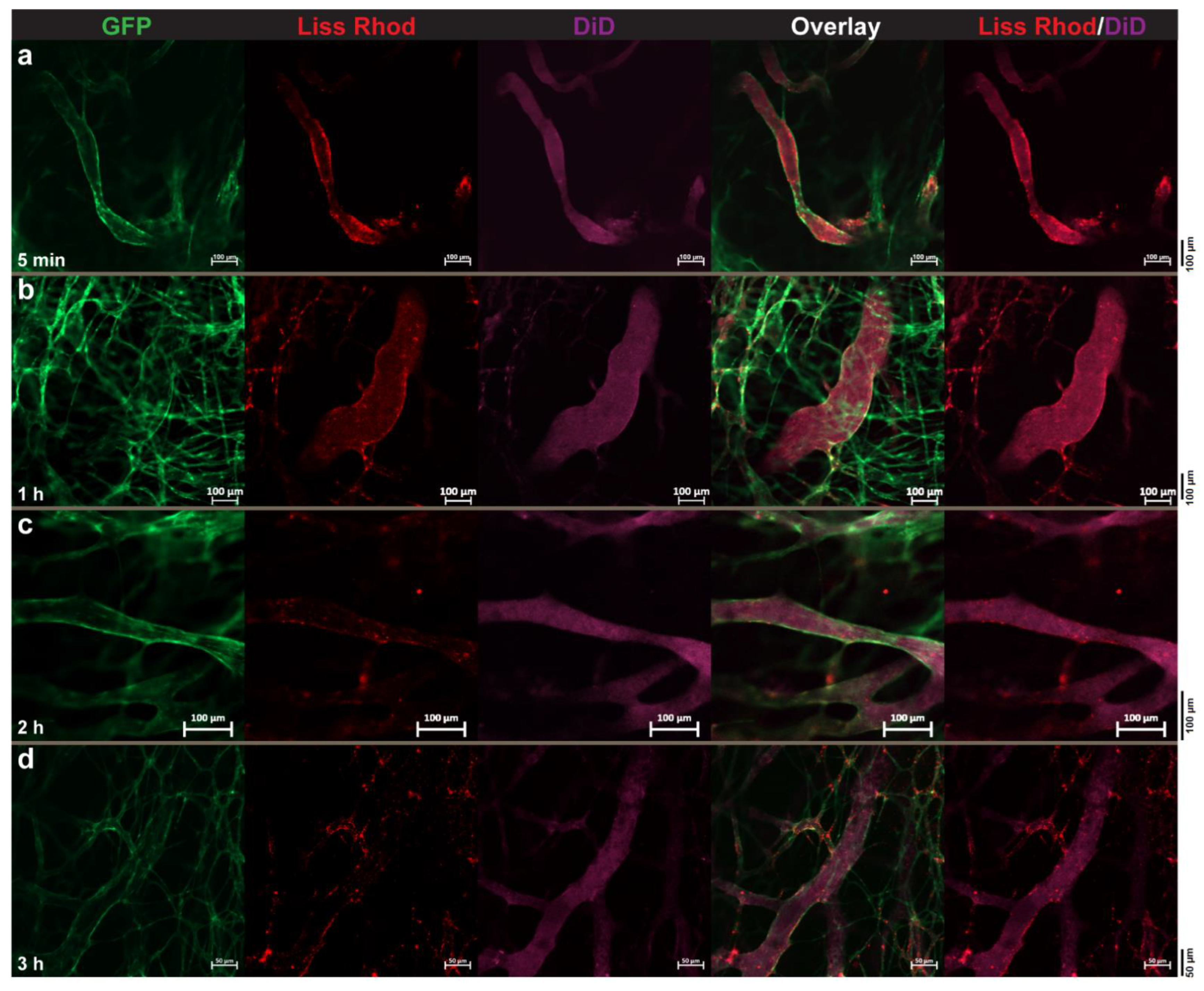Pharmaceutics 14 00458 g006