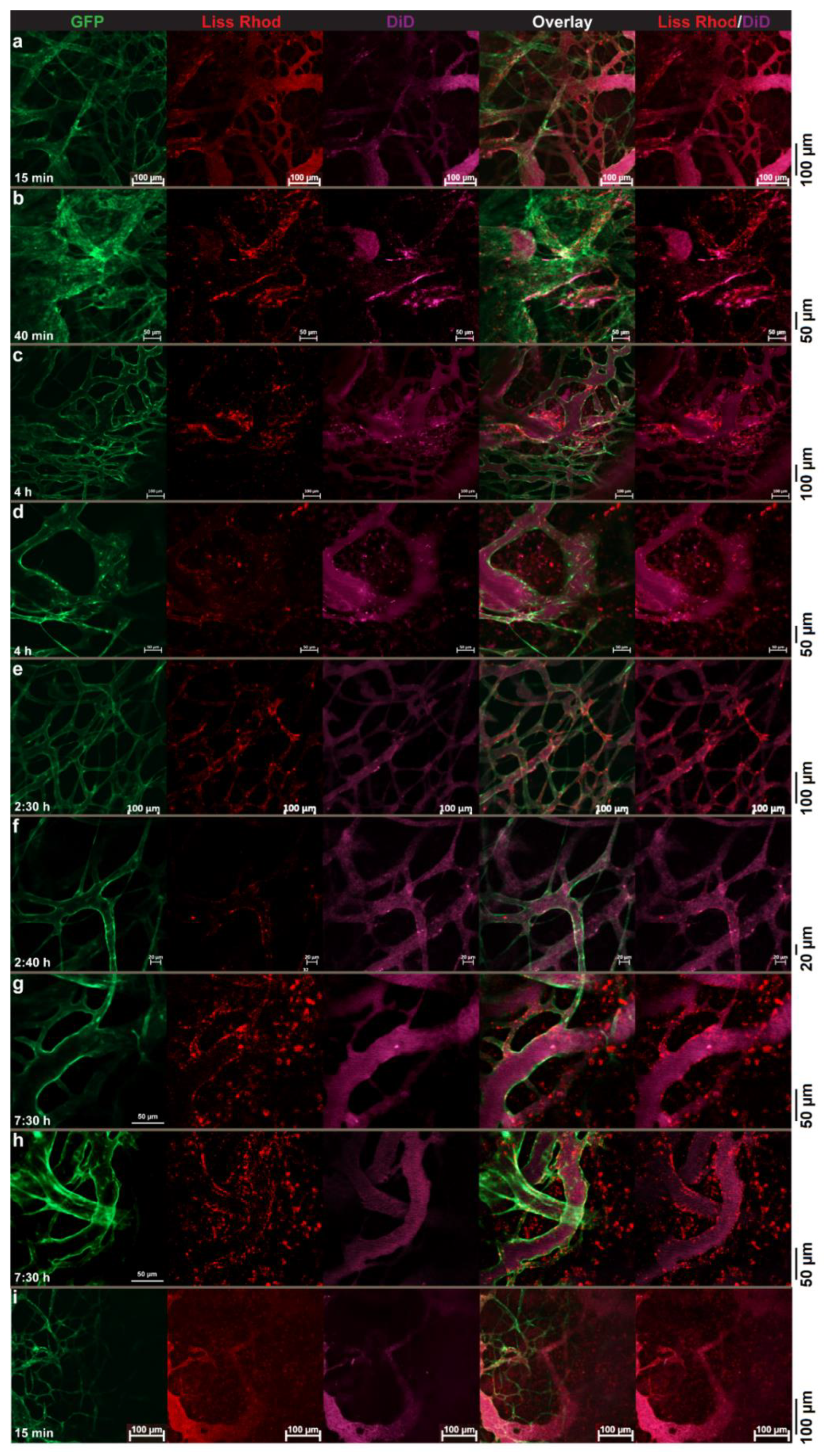 Pharmaceutics 14 00458 g007