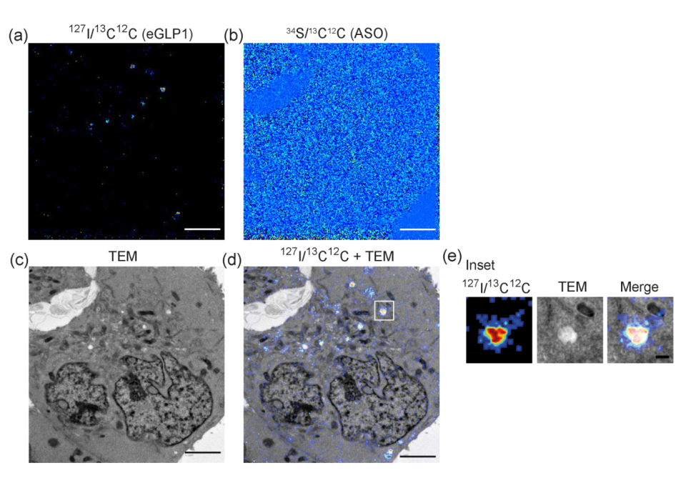 Pharmaceutics 14 00463 g007